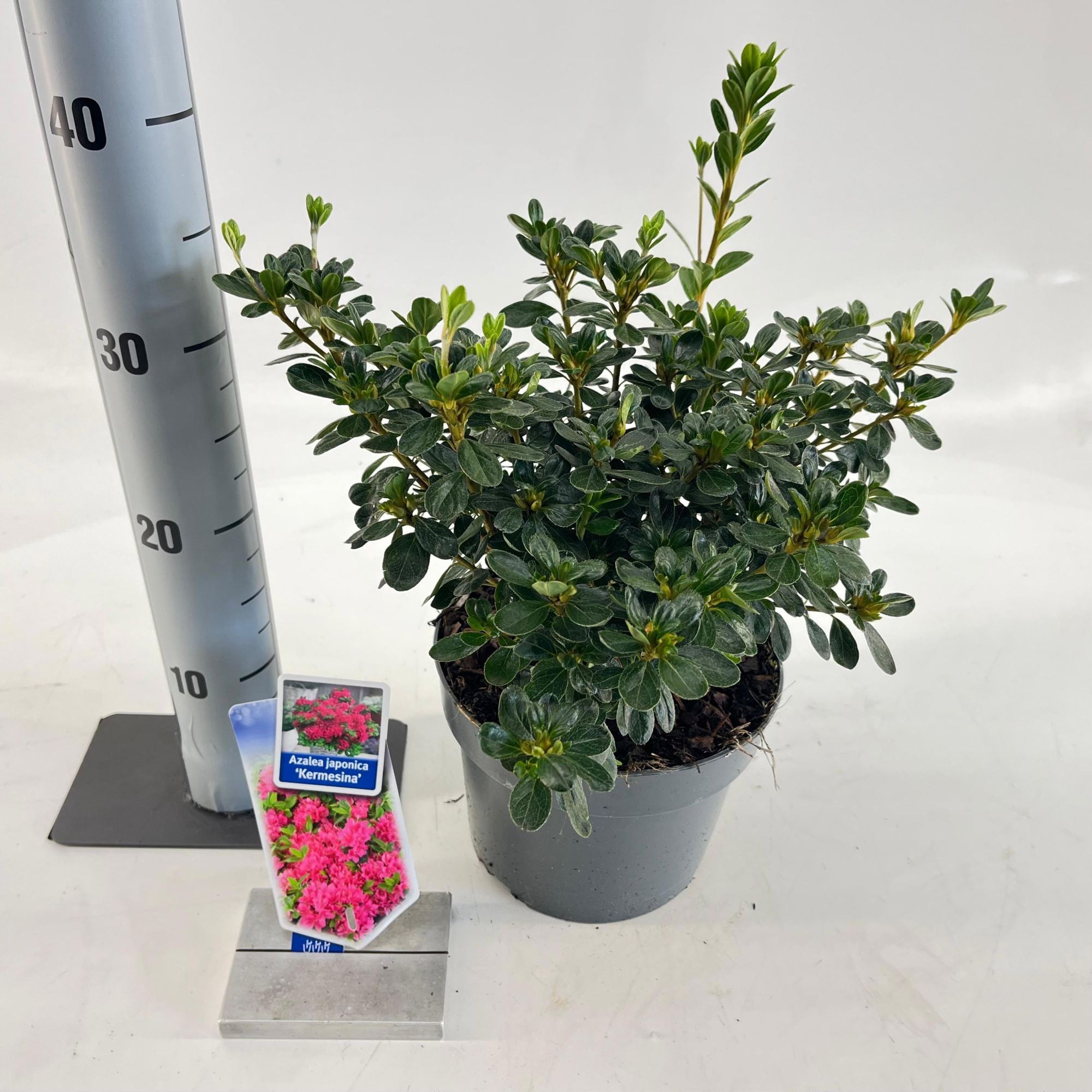 Rhododendron (AJ) 'Kermesina', D 19 cm