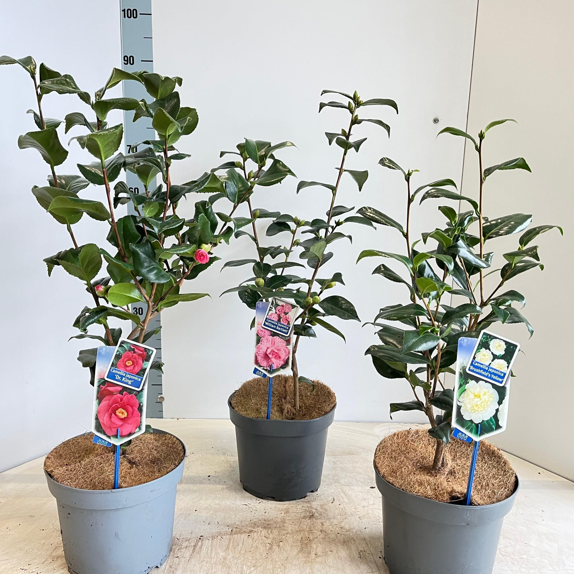 Camellia mix (minimum order one layer), D 23 cm