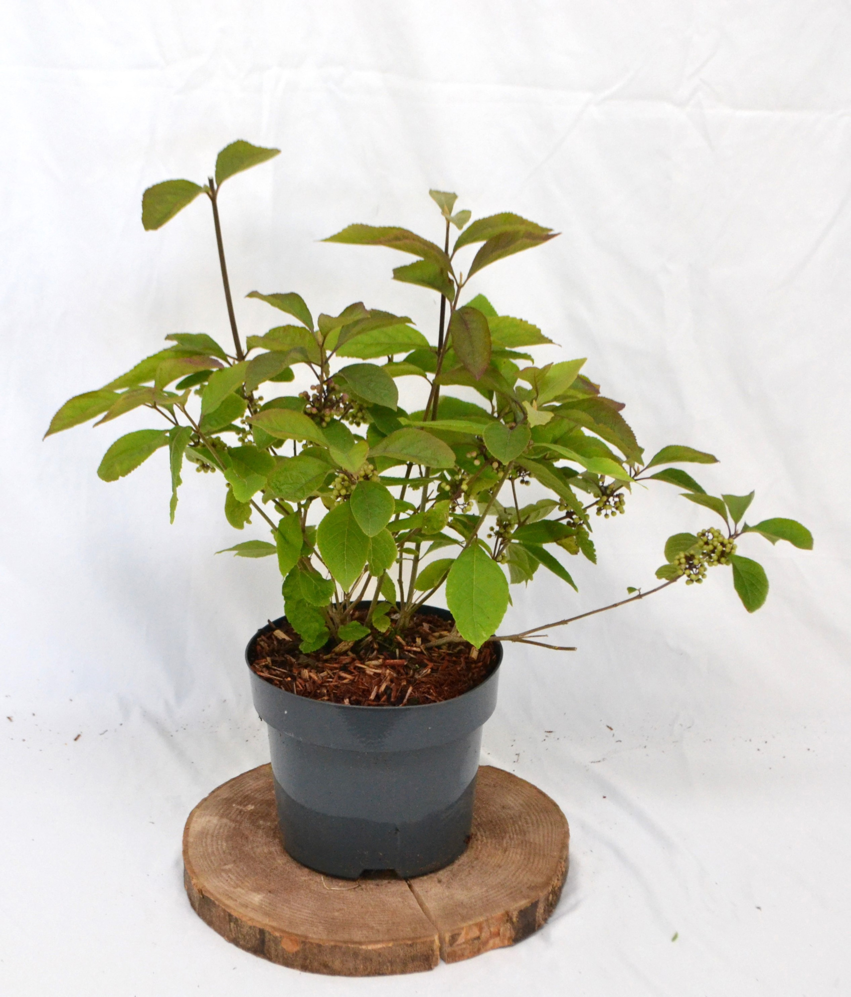 Callicarpa bodinieri Profusion zonder BES C3, D 19 cm