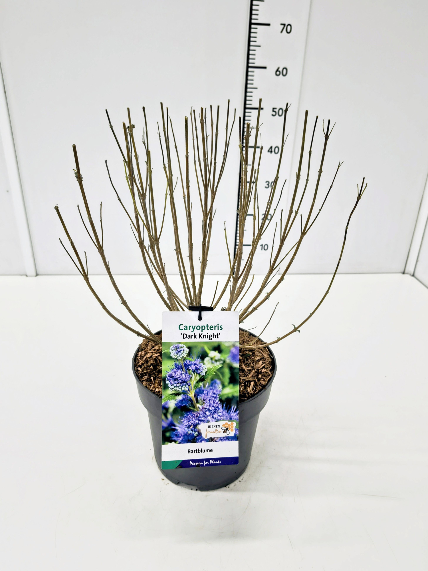 Caryopteris cland. 'Dark Knight' C5, D 23