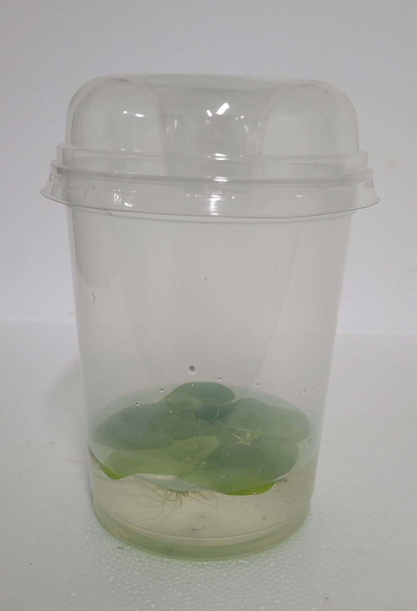 490-limnobium laevigatum + deksel, D 12