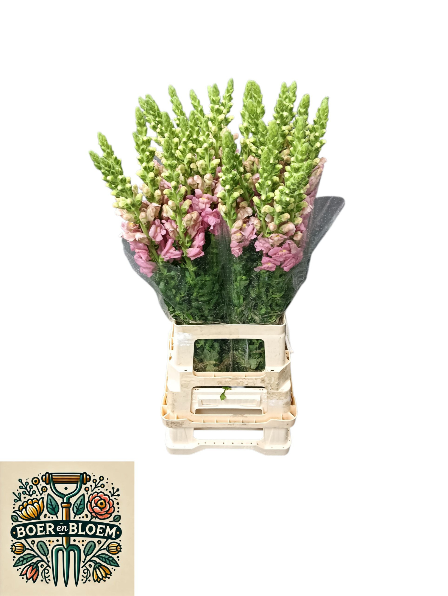 Антирринум Потомак Эрли Пинк (светло-роз.), шт.