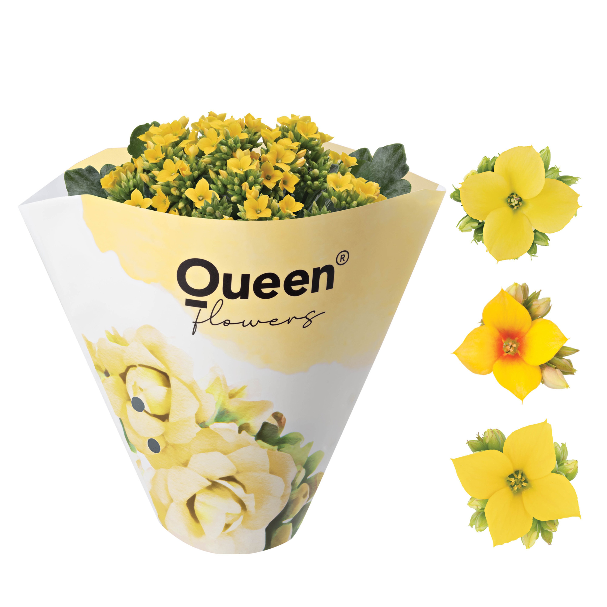 KALANCHOE ARTS-HYBRID 'YELLOW ORIGINAL', D 11 cm