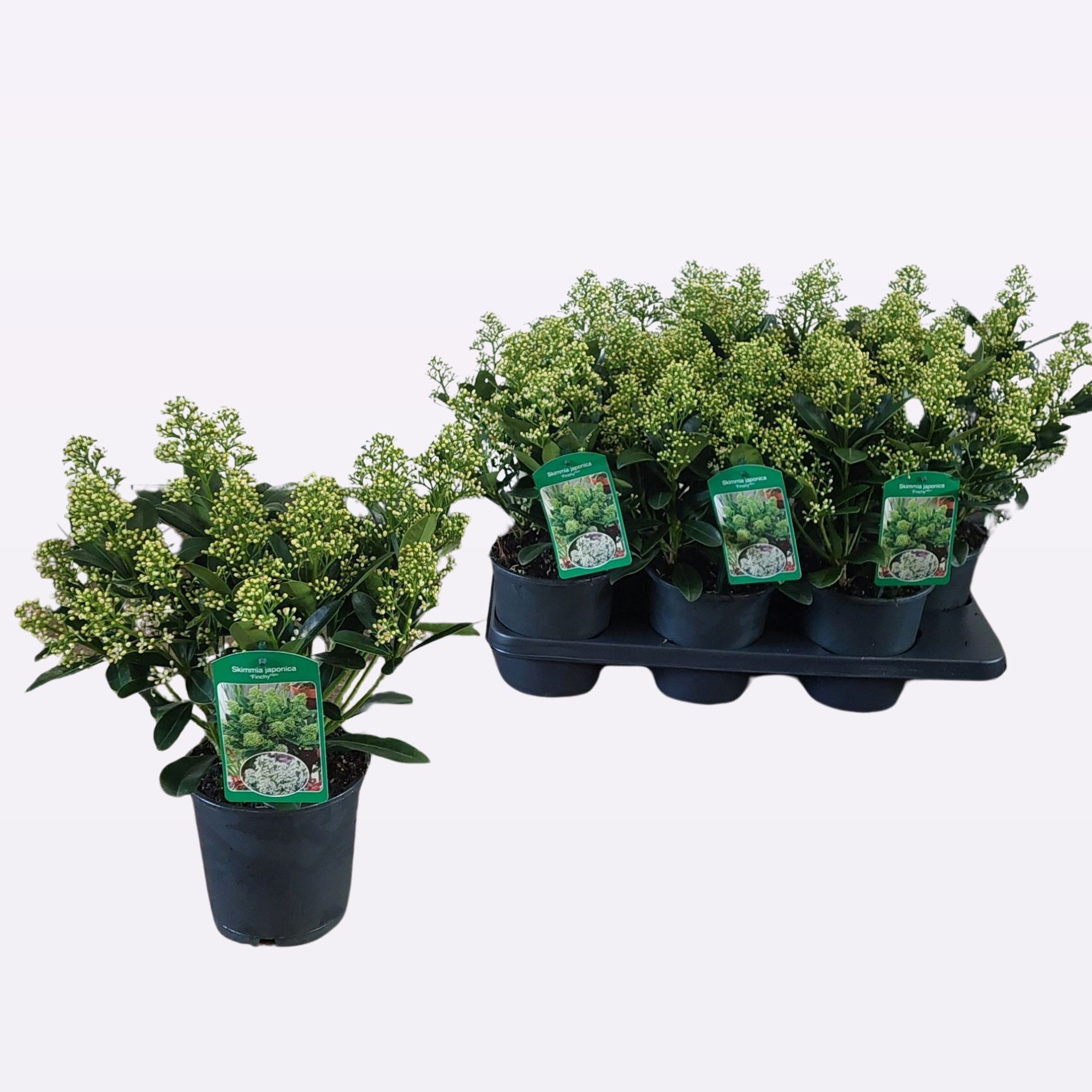 Skimmia joponica Finchy® 15+, D 15