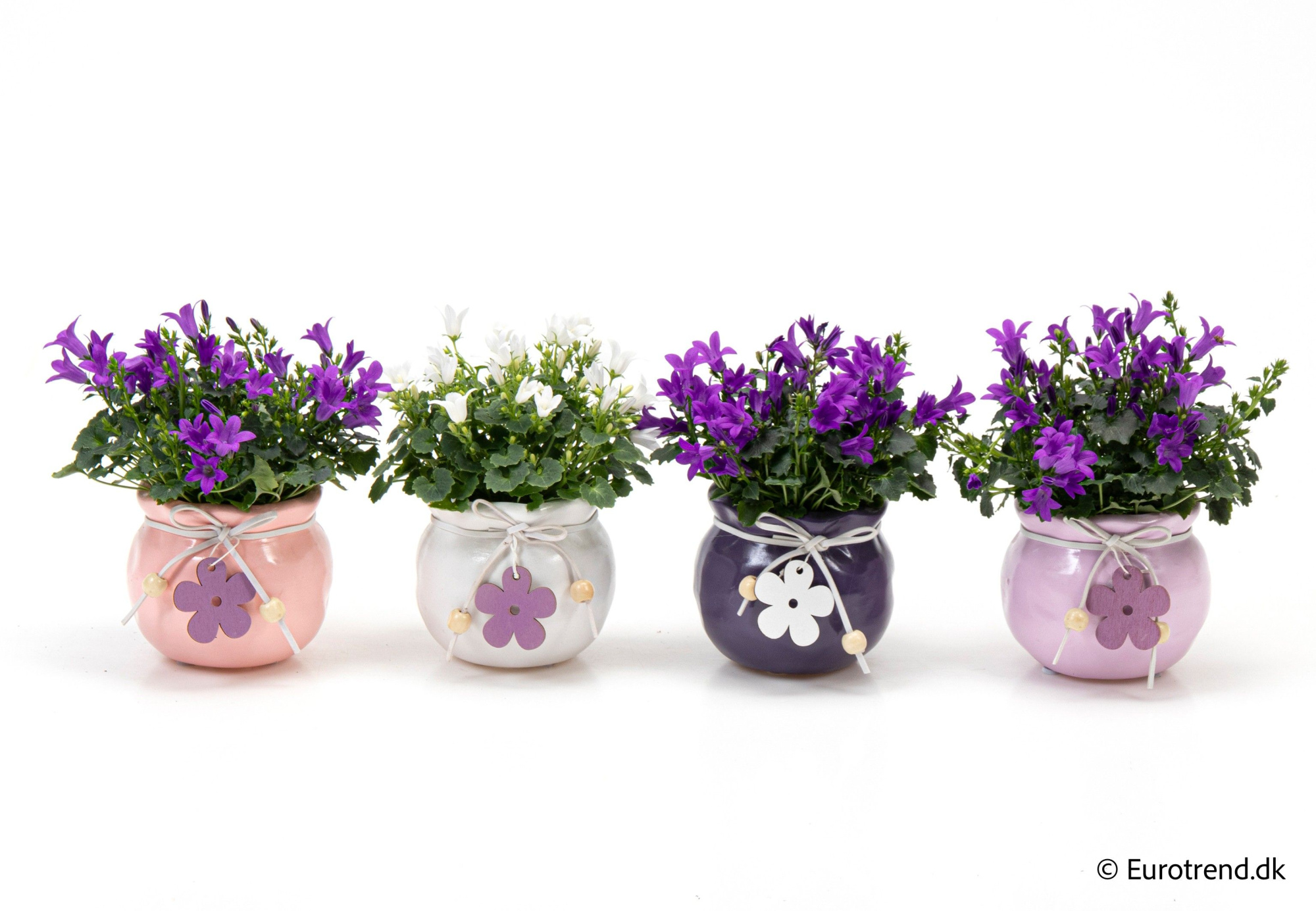 Campanula in ceramic - Spring, Summer & Autumn 2025, D 6 cm