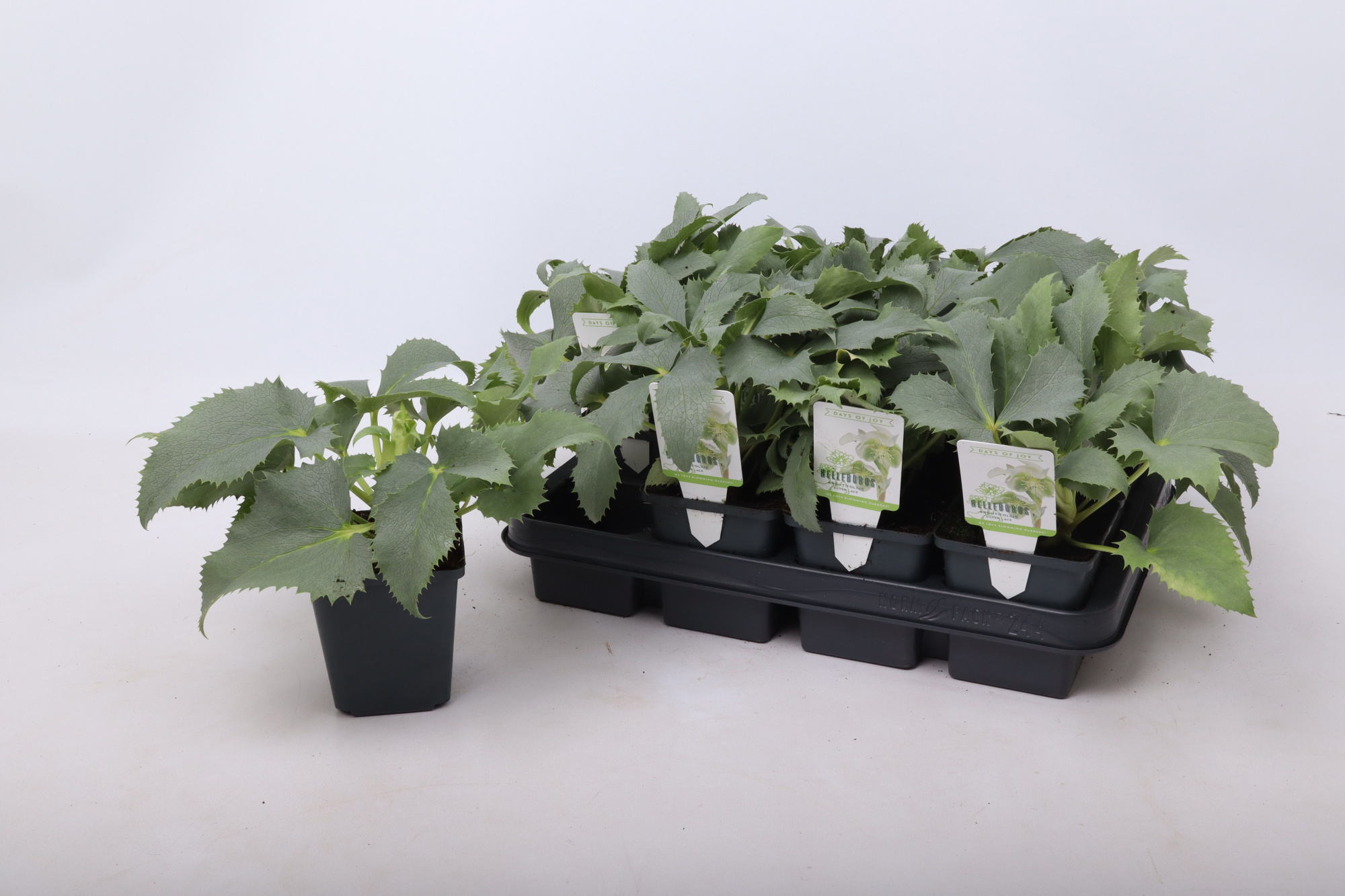 Helleborus argutifolius 'Silver Lace' 9 cm, D 9