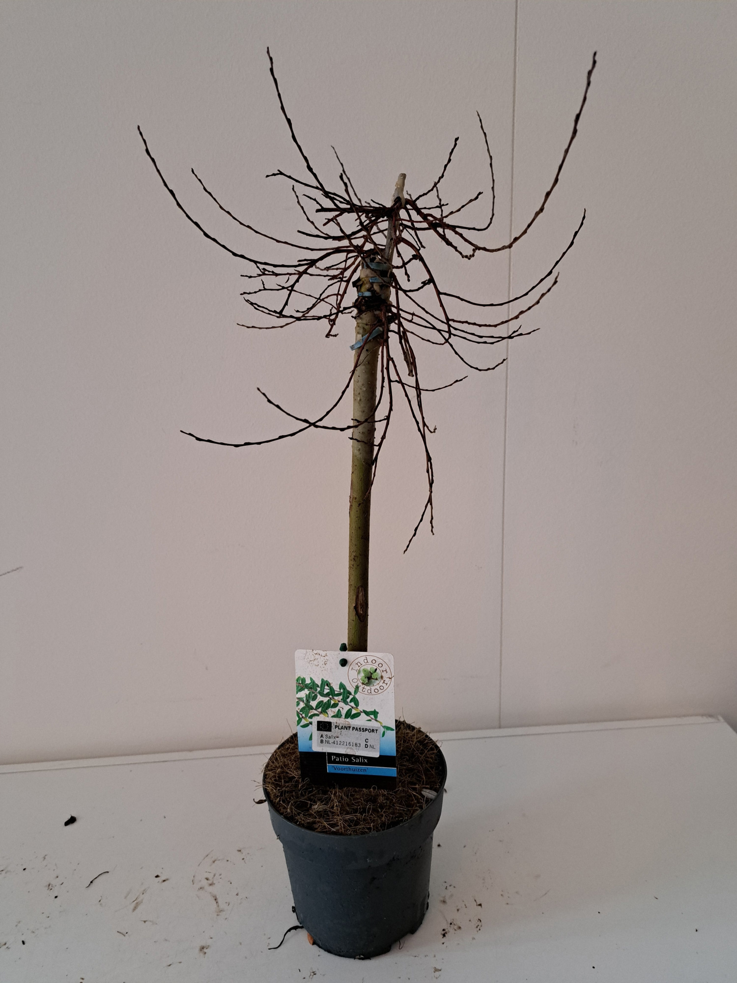 Salix repens Voorthuizen stam 40, D 14