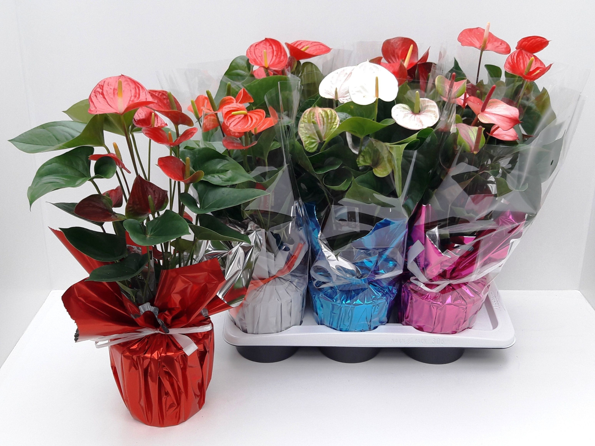 ANTHU AN ADIOS MIX RONDELLO, D 17 cm