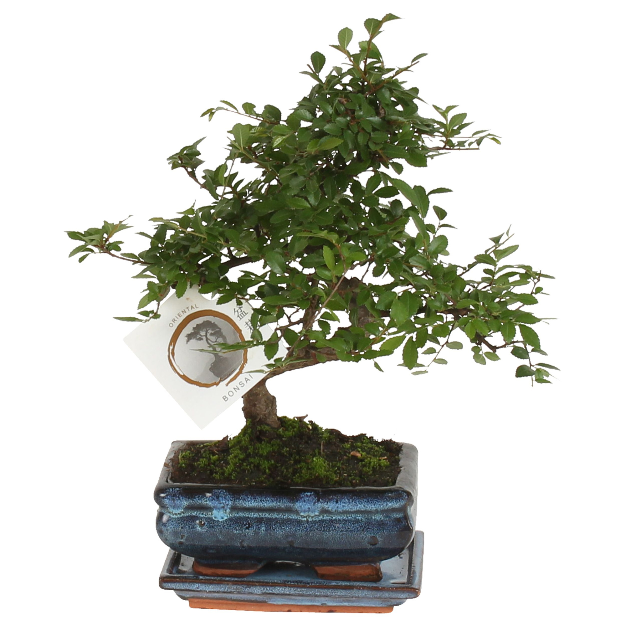 Bonsai 'Zelkova parv.' in ø15cm Ceramic S-Shape with Saucer, D 15 cm