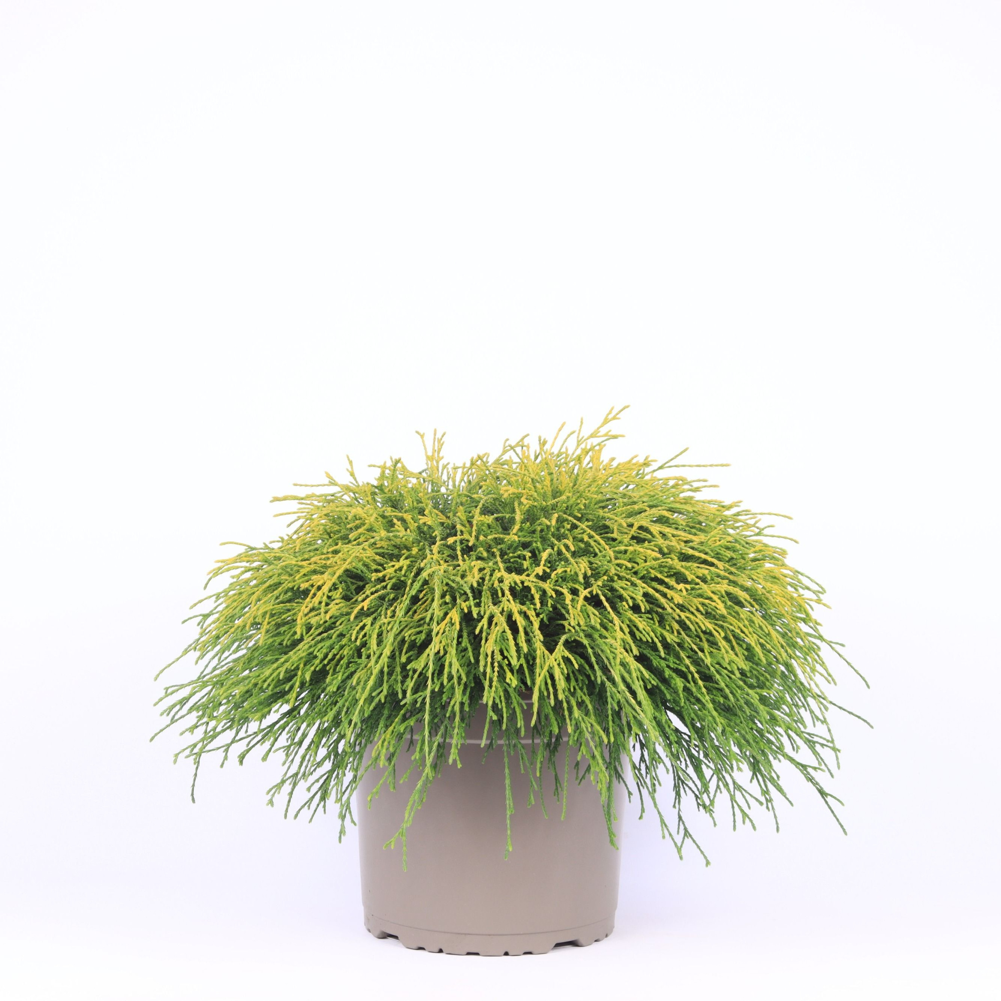 Chamaecyparis pisifera 'Sungold', D 23