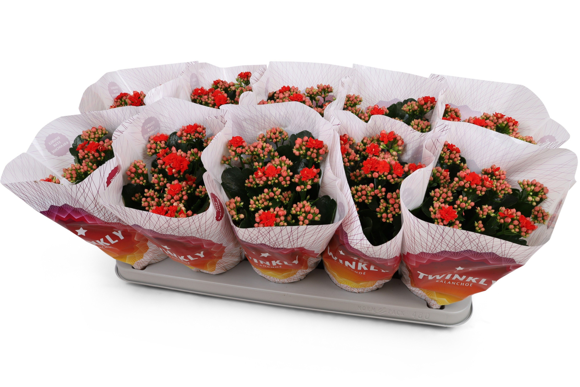 Kalanchoë Perfecta Red Twinkly hoes, D 12 cm