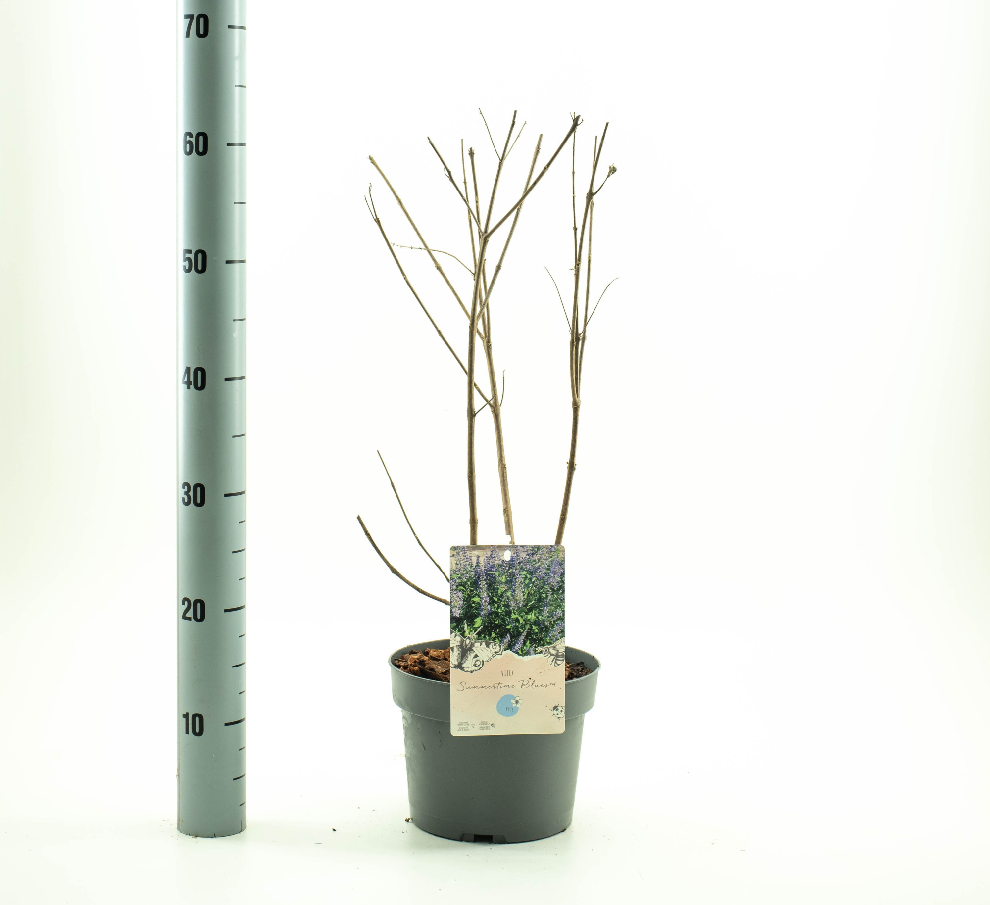 Vitex 'Summertime Blues' TM, D 19