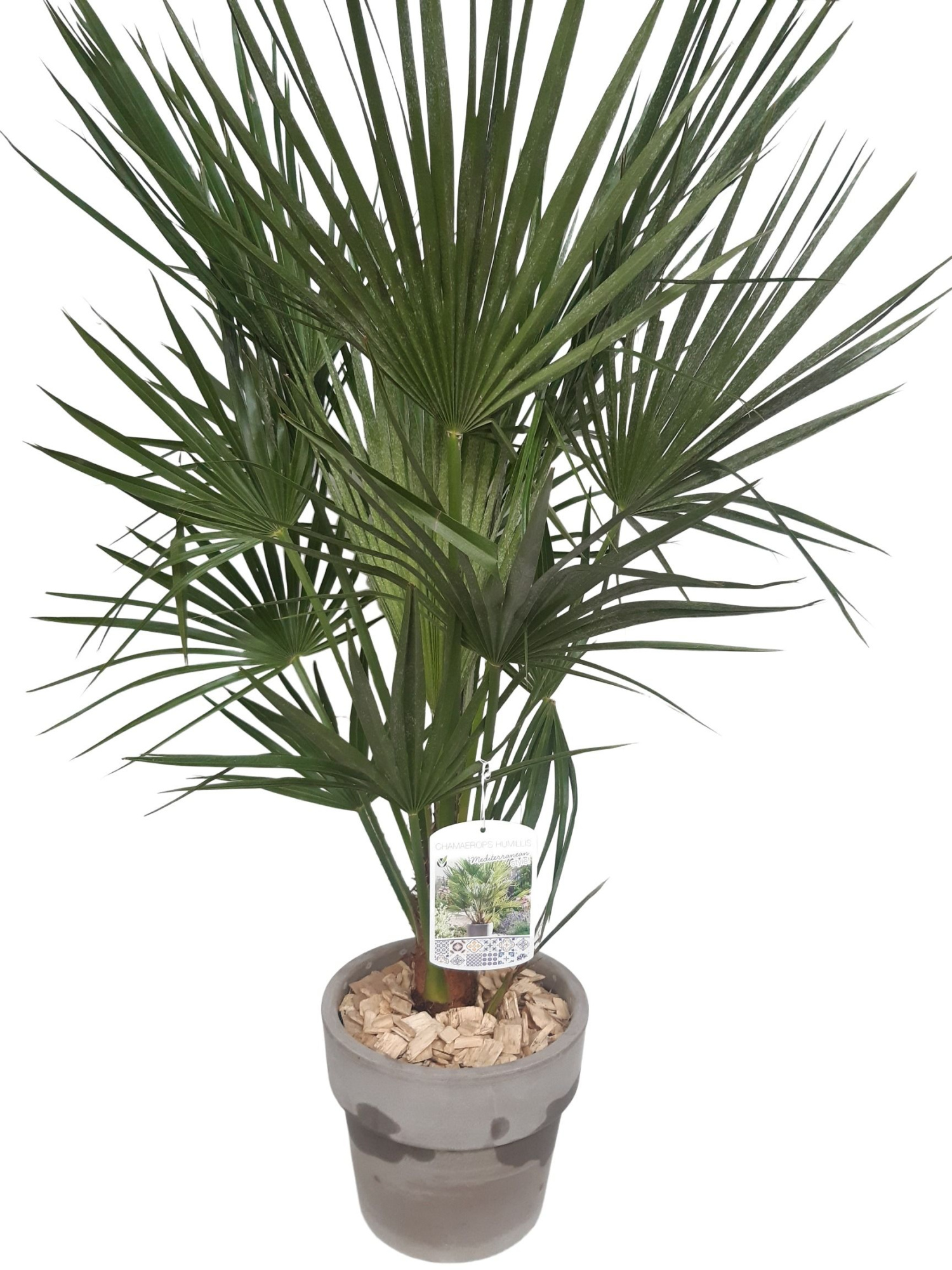 CK25CH Terraspot grijs Chamaerops humilis, D 25 cm