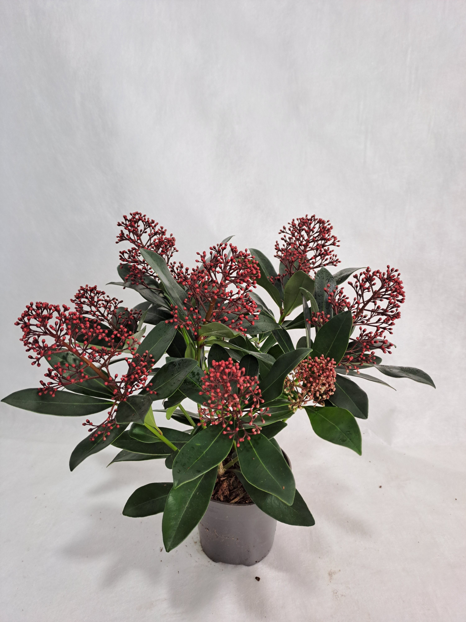 Skimmia Rubella P12 6-8 bloem, D 12 cm