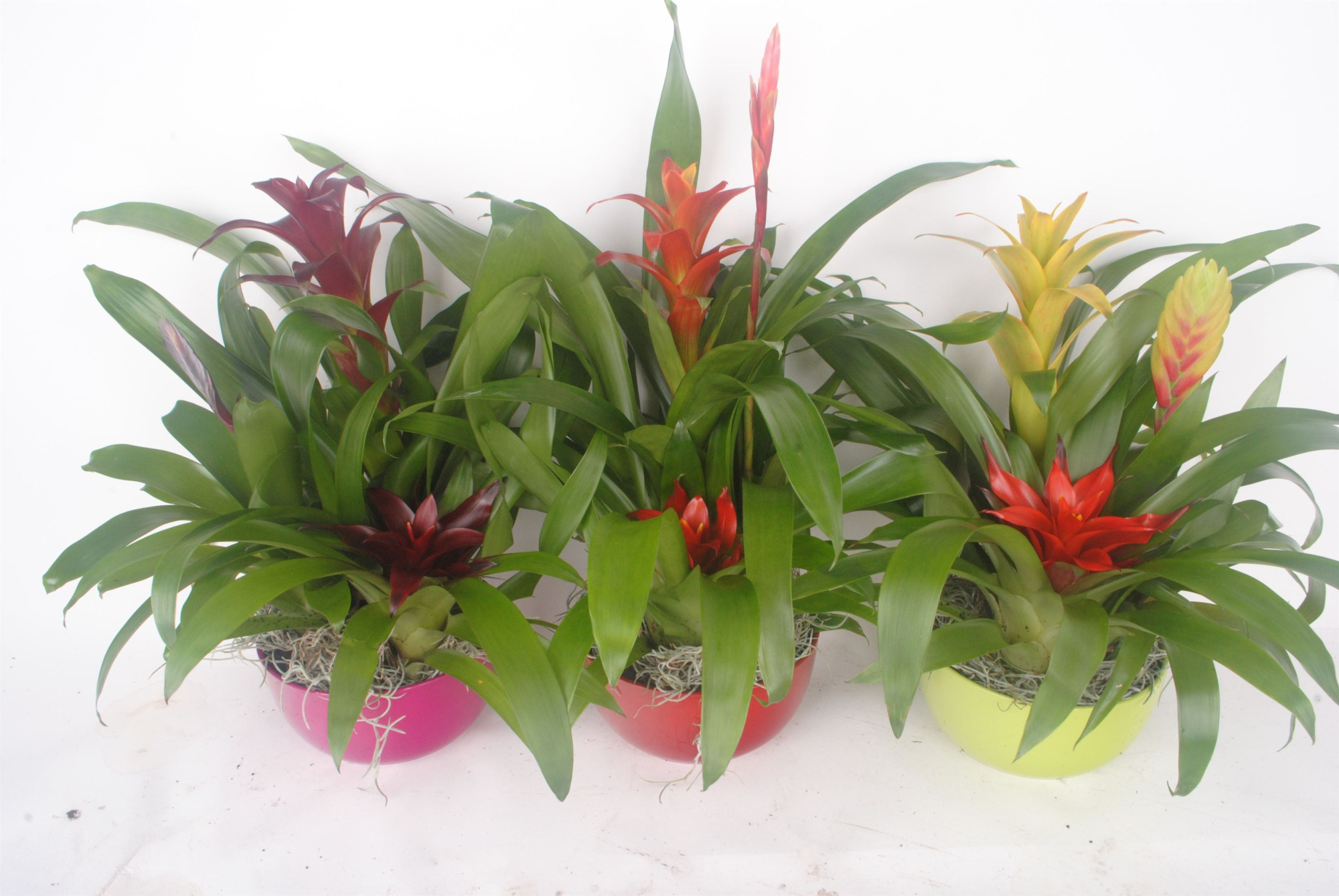 Bromelia in keramiekschaal, D 15 cm