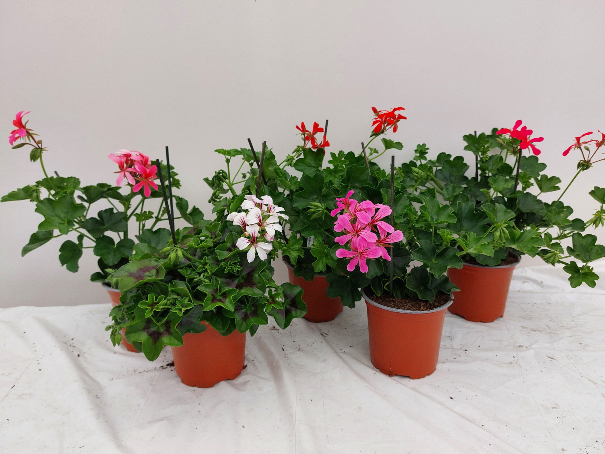pelargonium balcon mix, D 11
