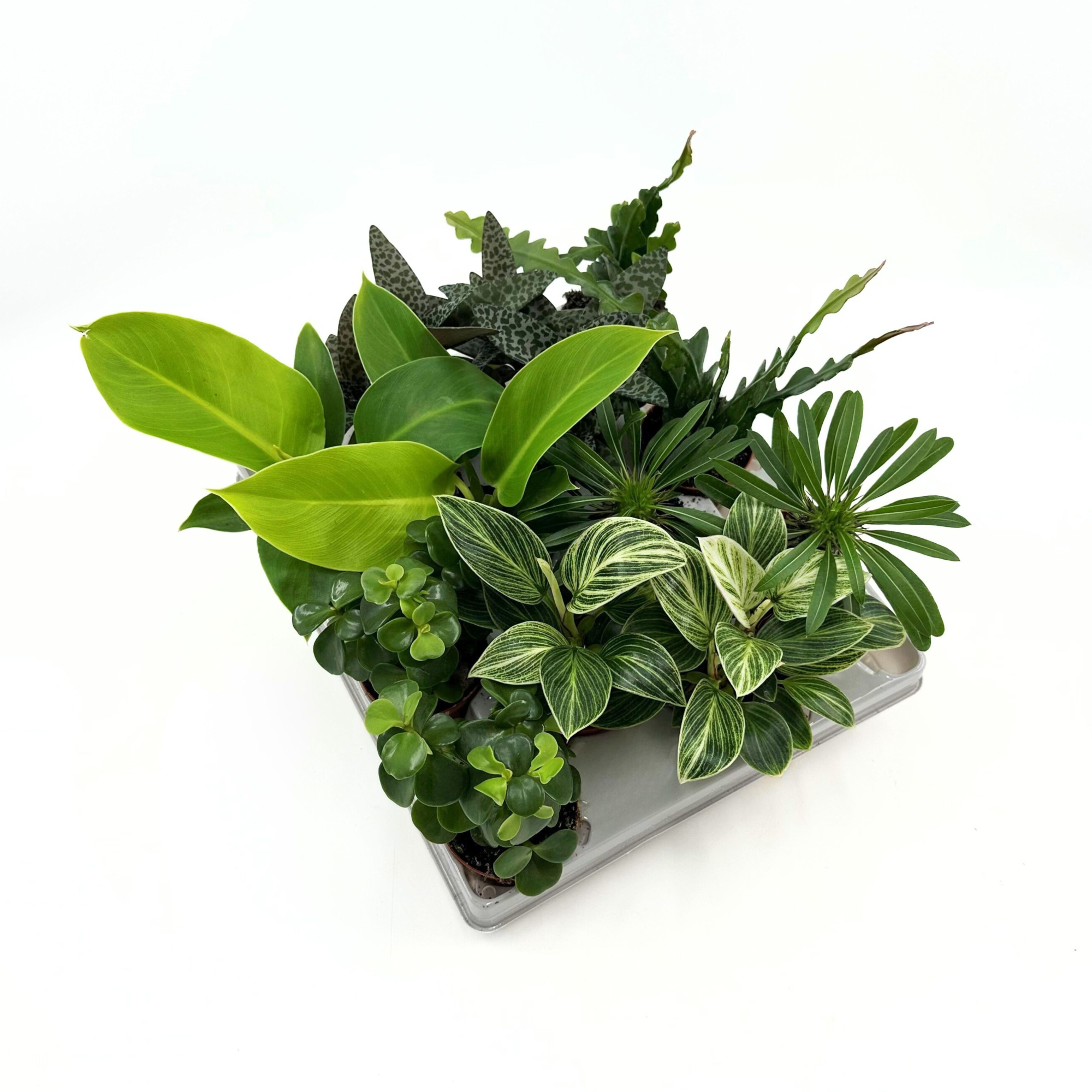 Jungle Mix Mini, D 6 cm