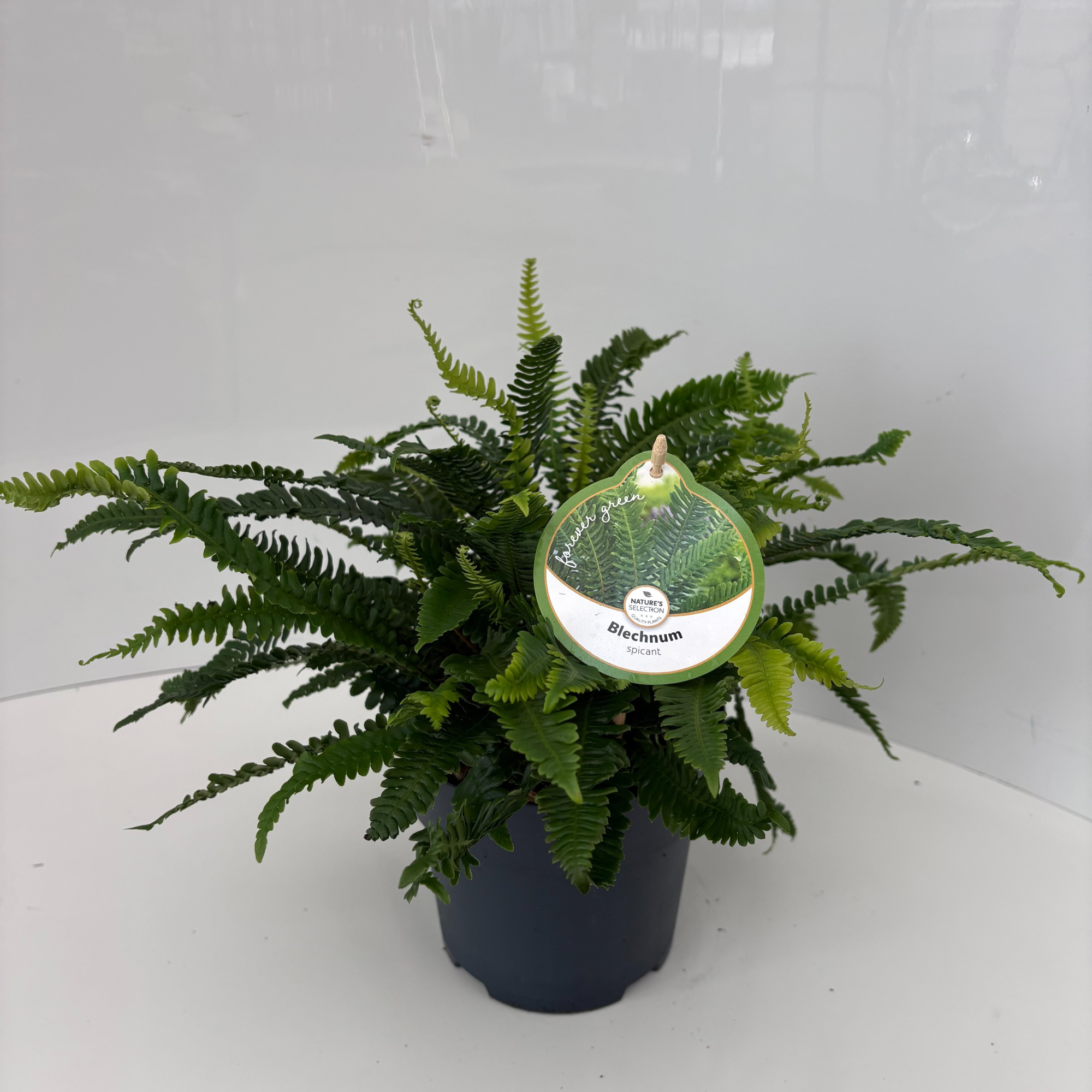 Blechnum spicant, D 17 cm