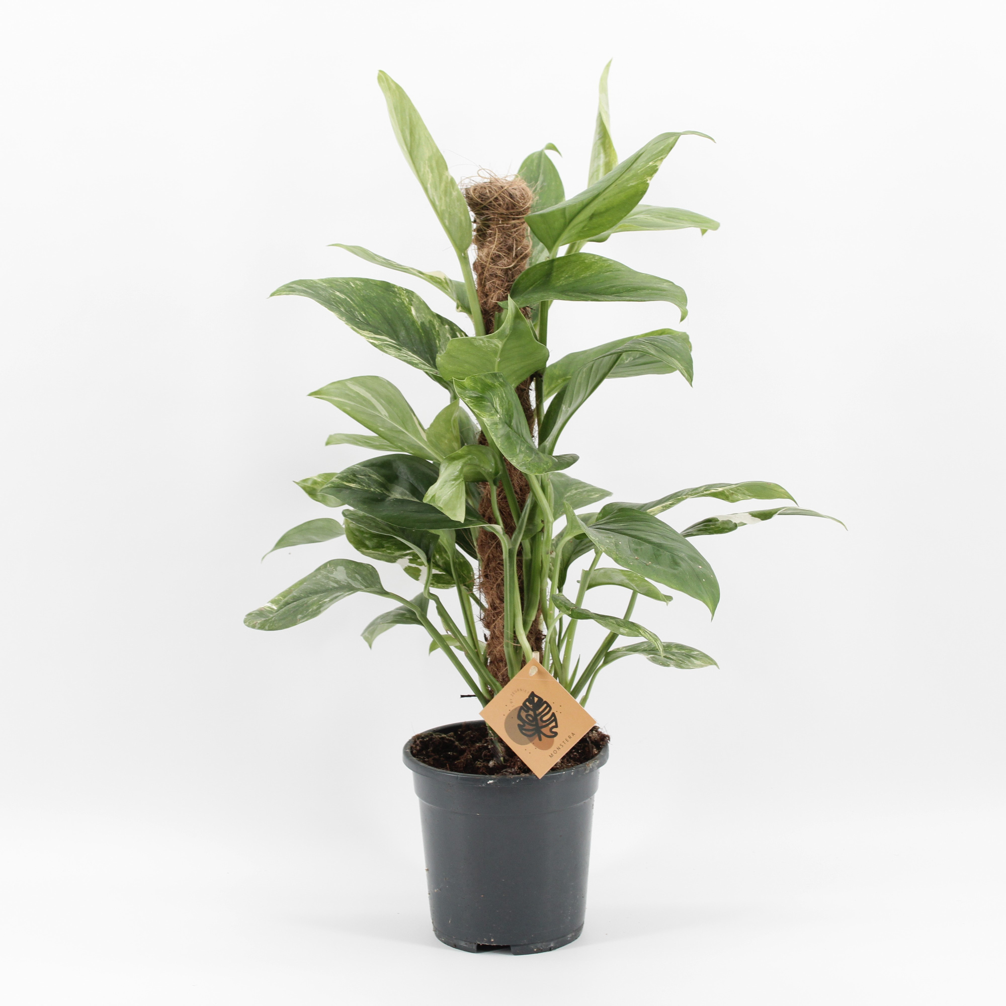 Monstera Lechleriana Variegata, D 17