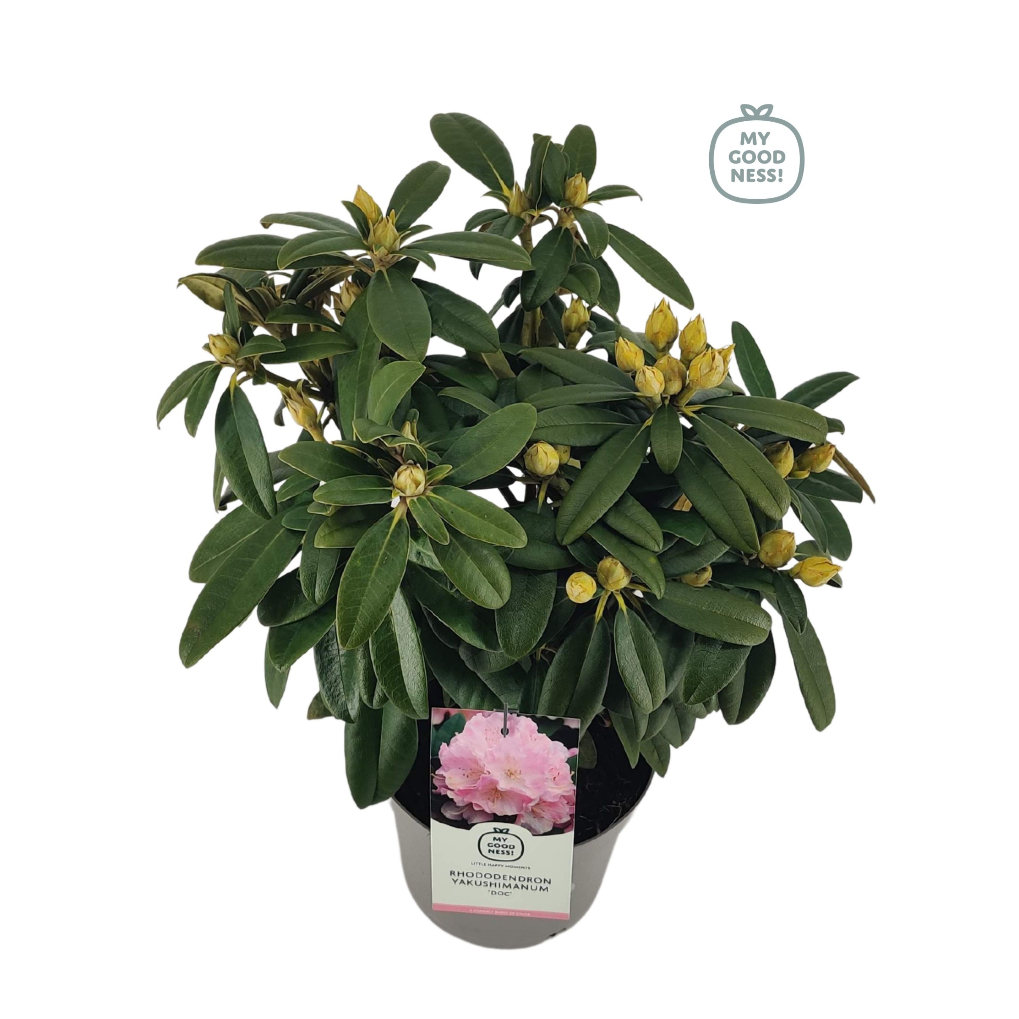Rhododendron 30-40 /4 liter 'Doc' yakushimanum, D 21 cm