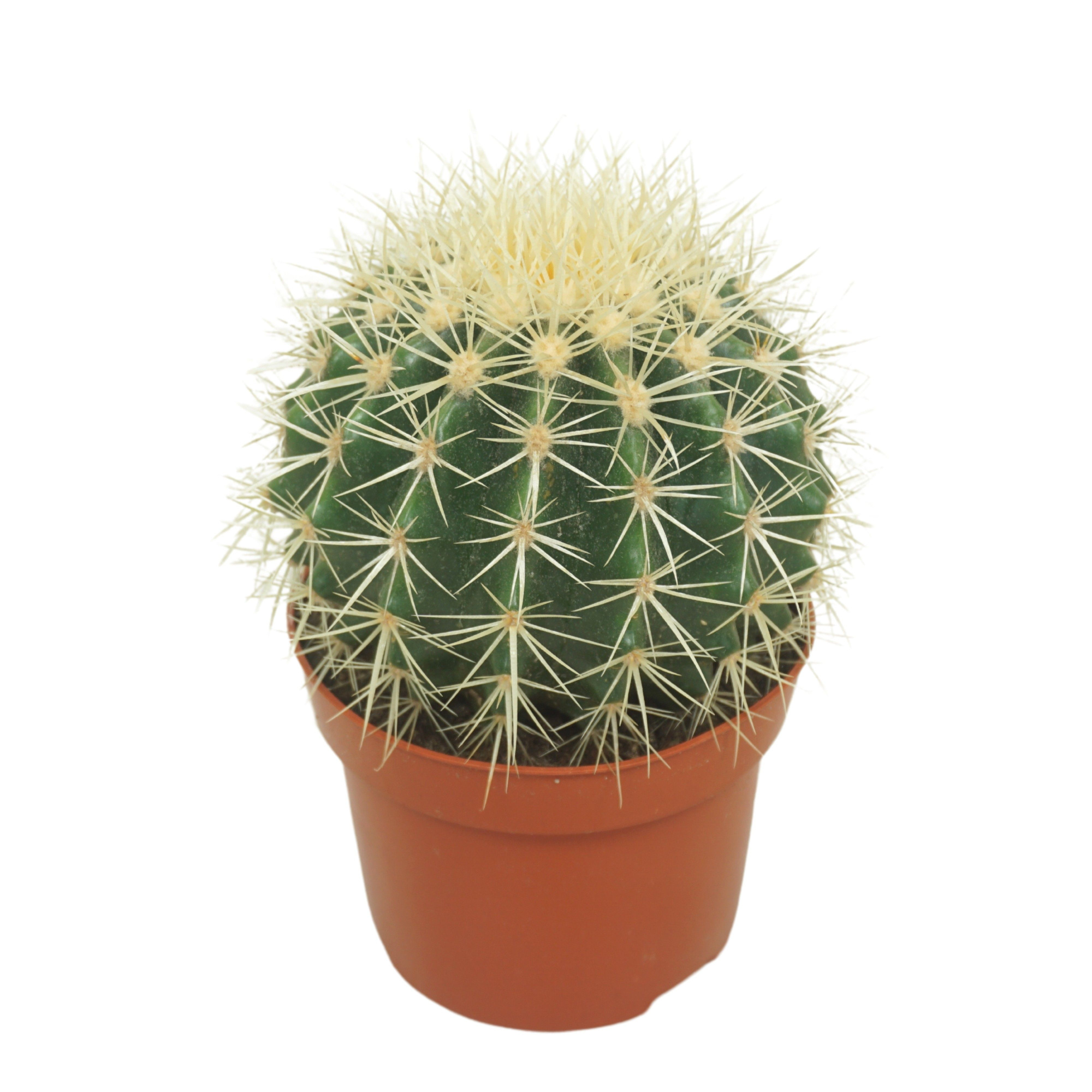 Echinocactus grusonii 12 cm, D 12 cm