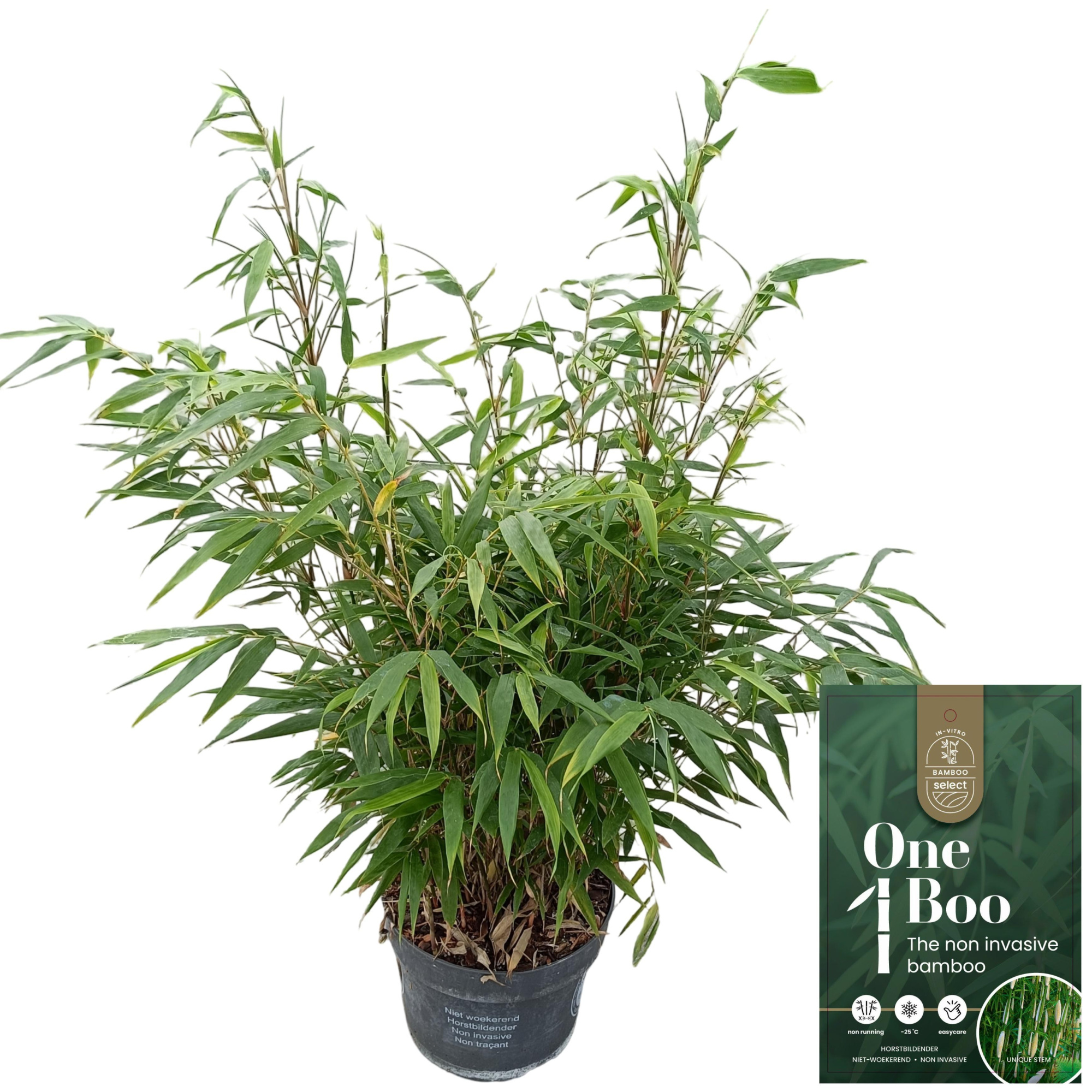 Fargesia robusta 'Pingwu' C5, D 23 cm