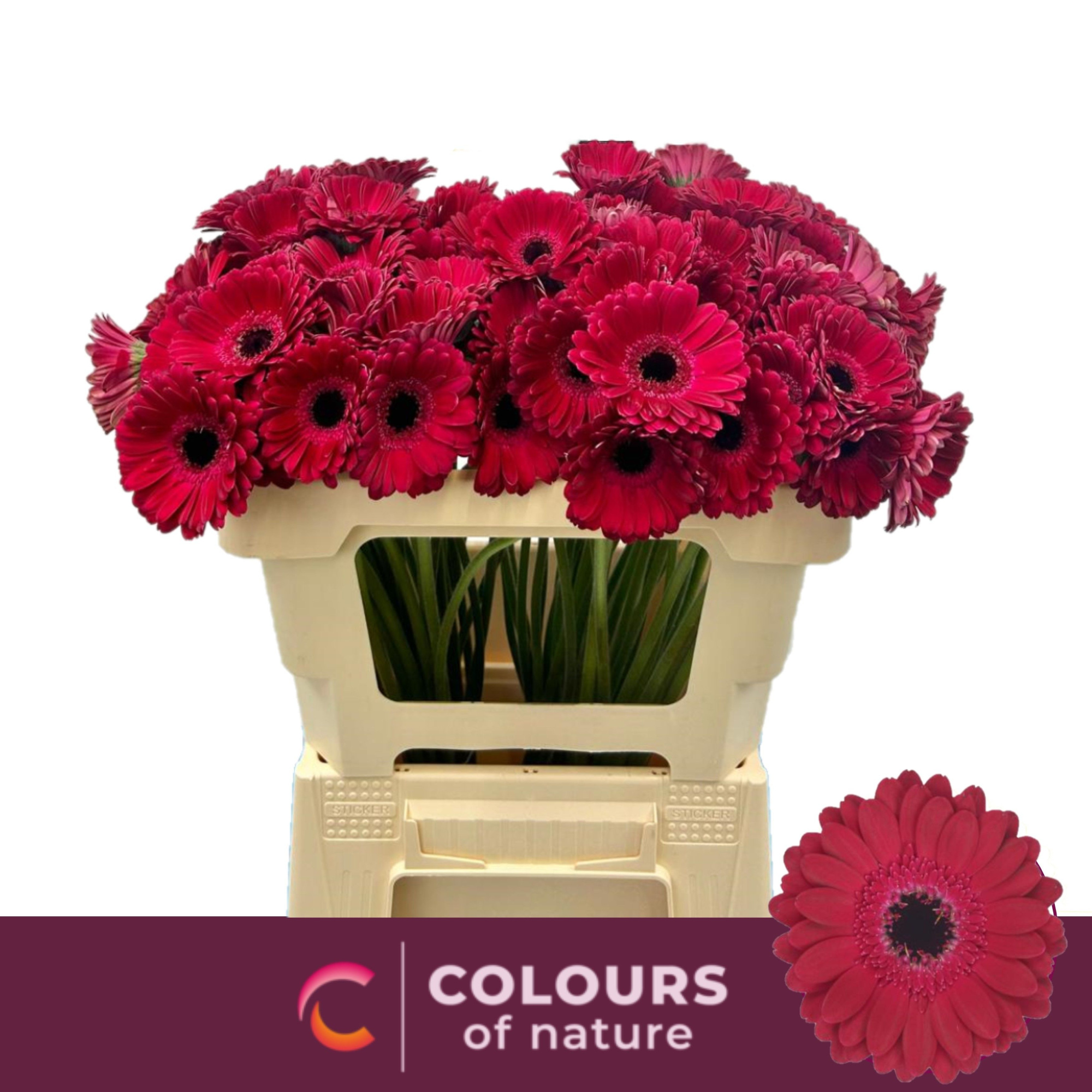 Гермини Диана, шт.