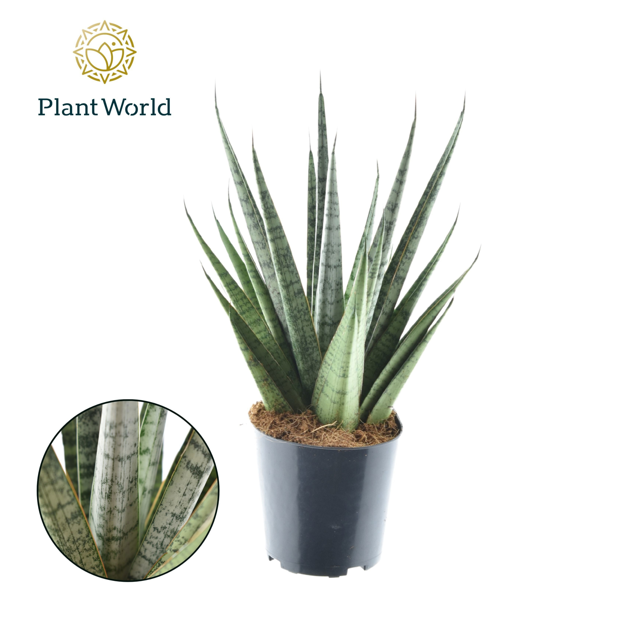 Sansevieria Sem P12, D 12