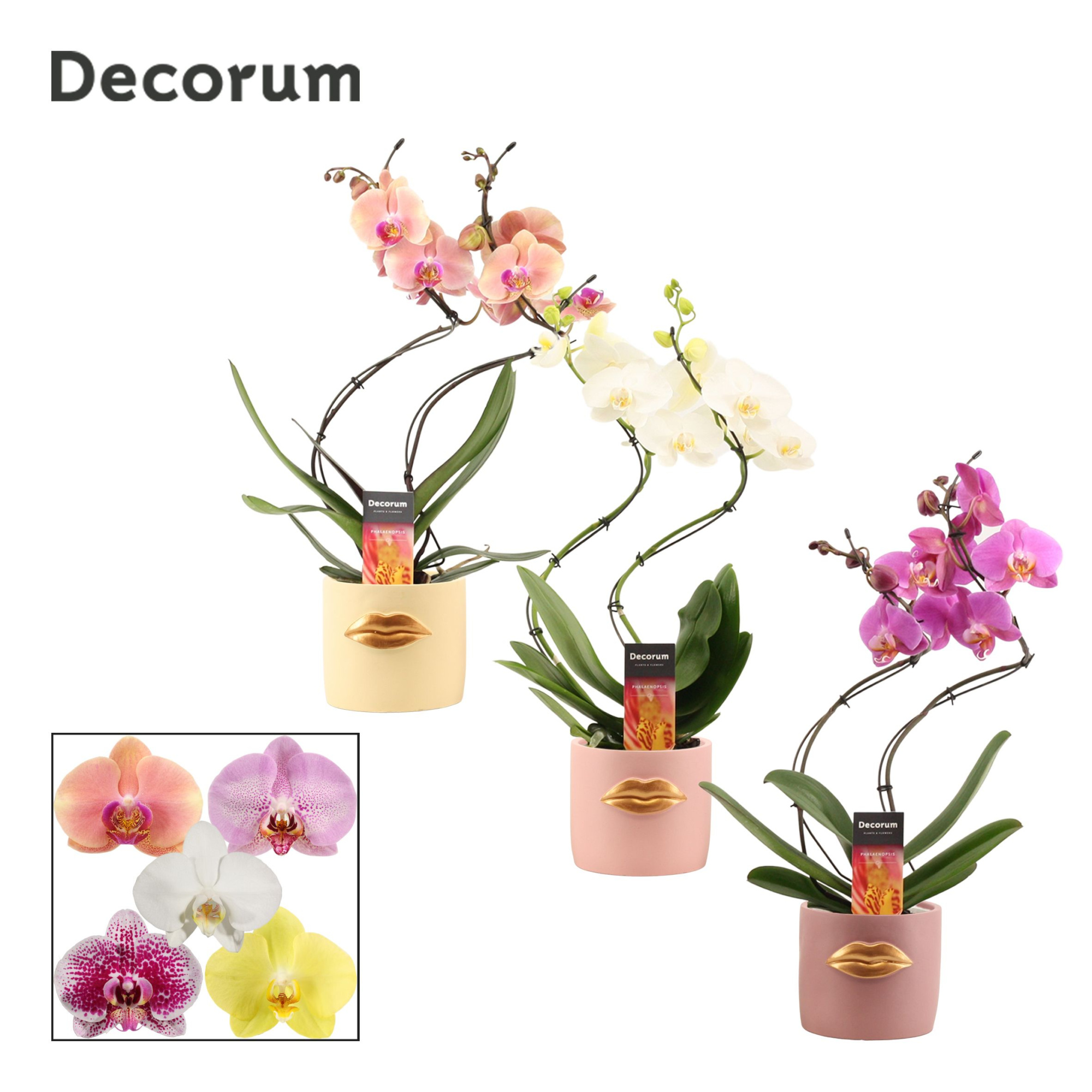 Phalaenopsis hurricane mix in Lovely (Luxury World-collection), D 12