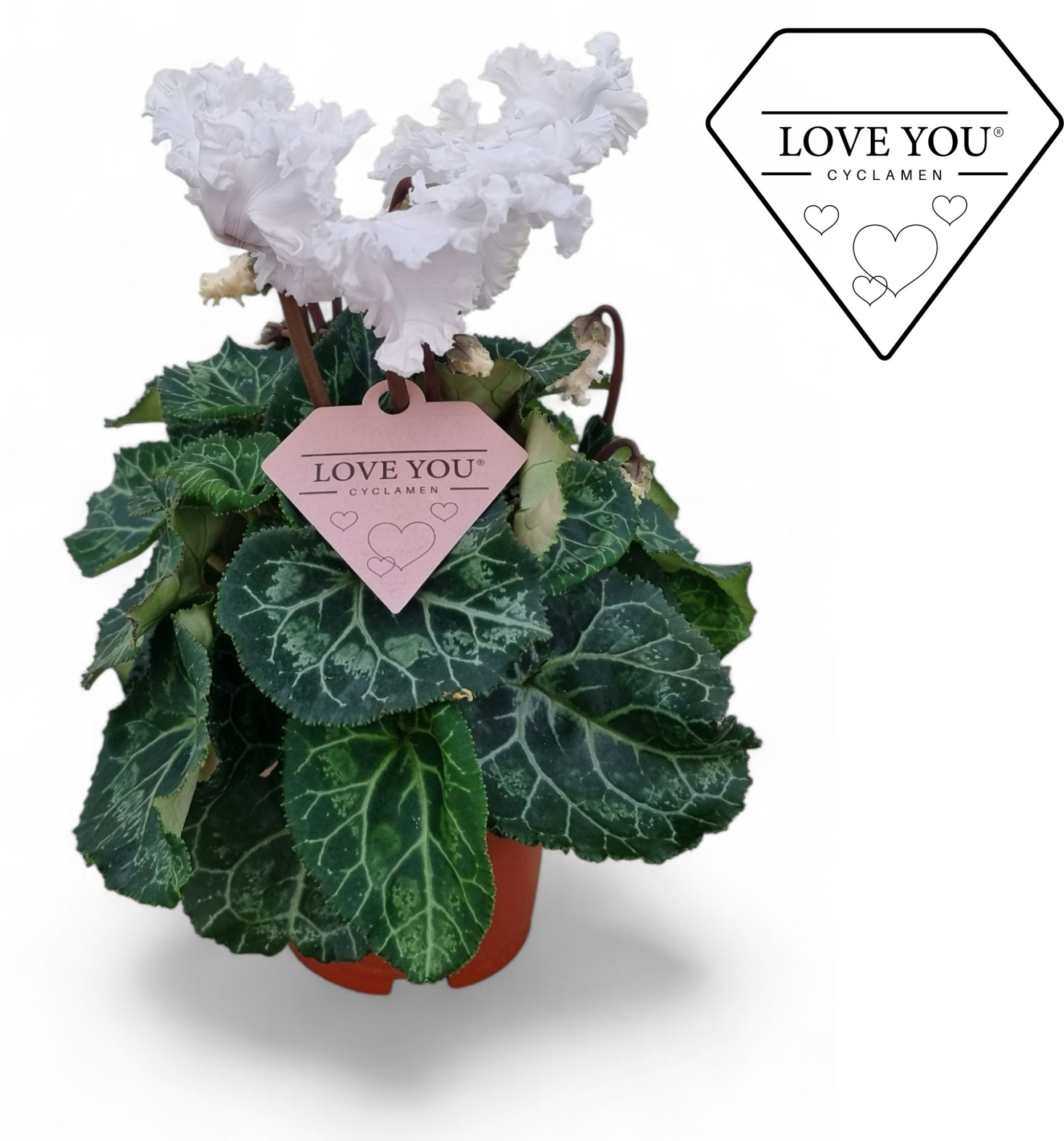 Cyclamen Exclusive® Merengue Wit Love You etiket, D 10,5