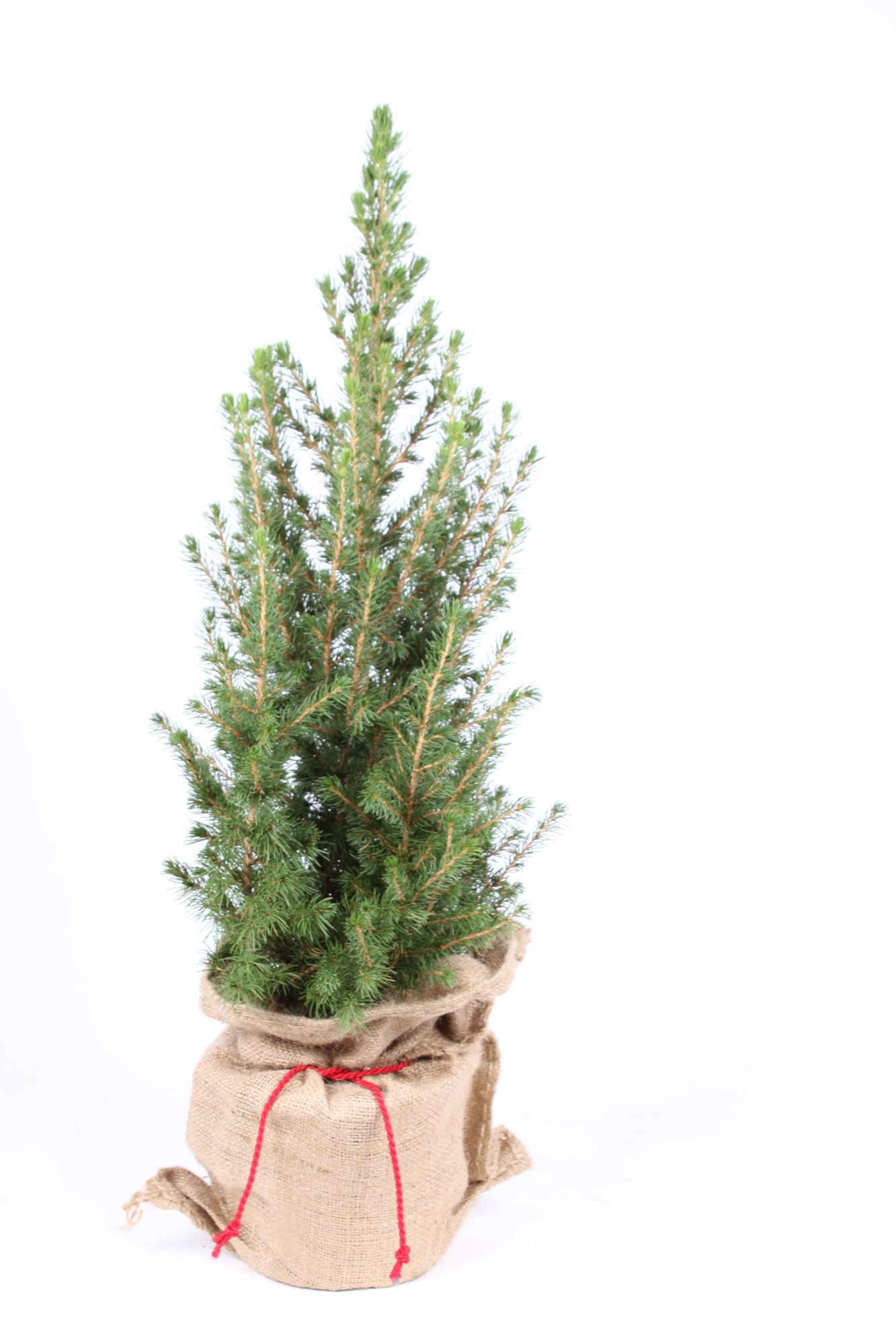 Picea glauca 'Conica' P-17 in jute zak, D 17 cm