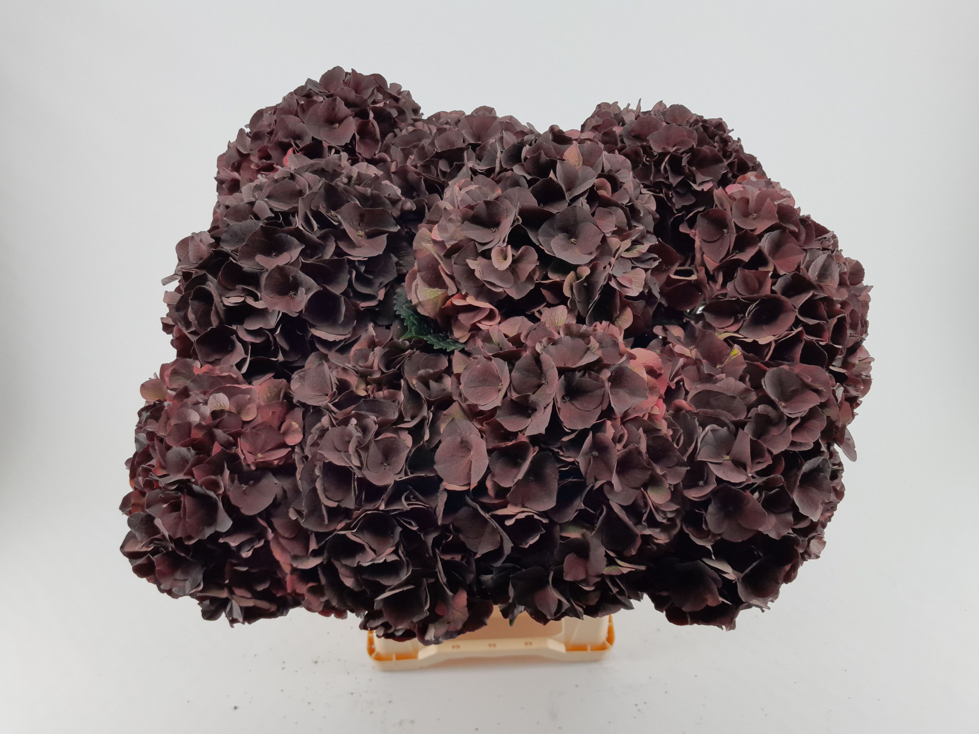 Гортензия Мэджикал Дарк Руби Классик 60, шт.