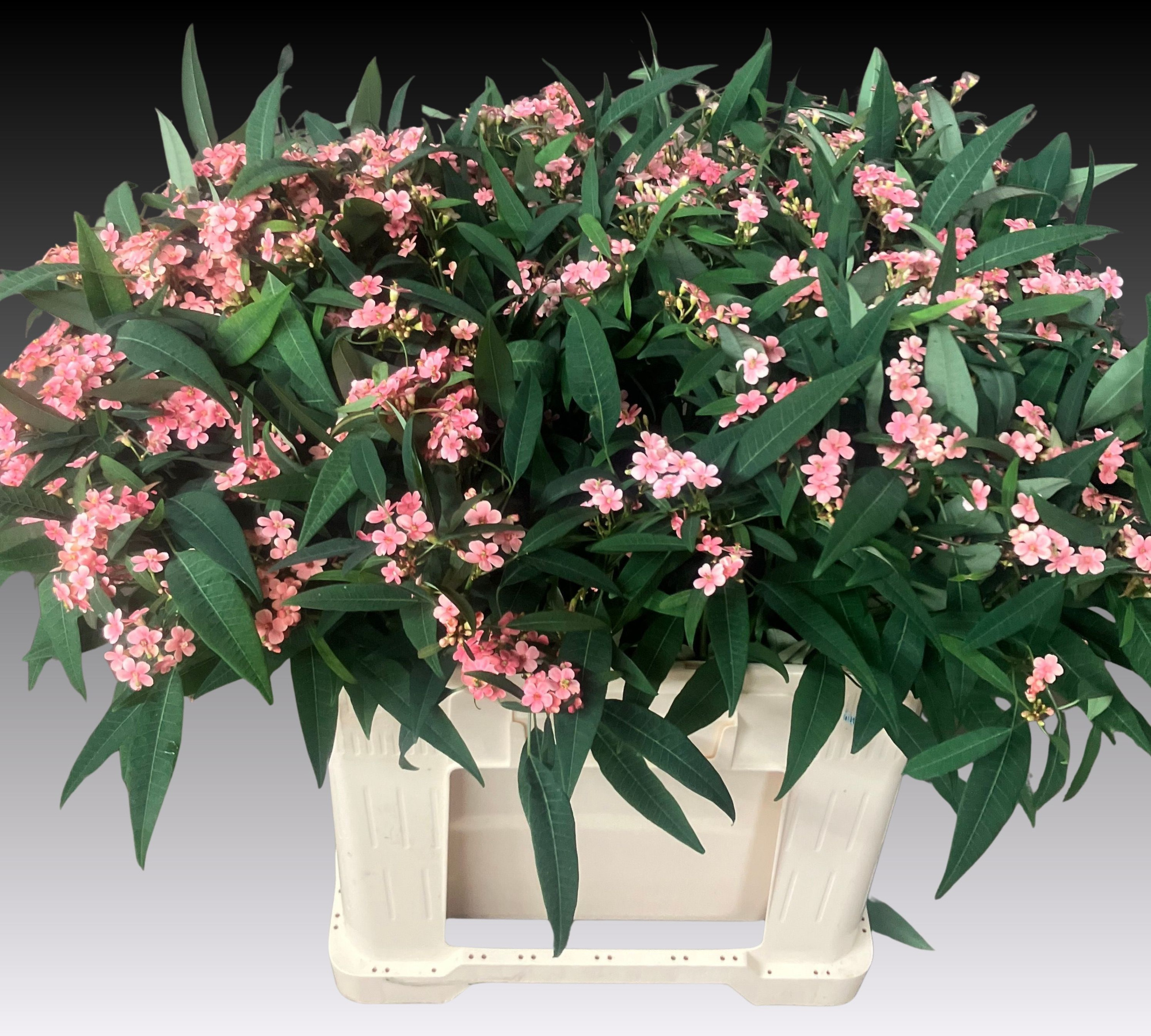 Эуфорбия куст. Пинк Барон 60, шт.