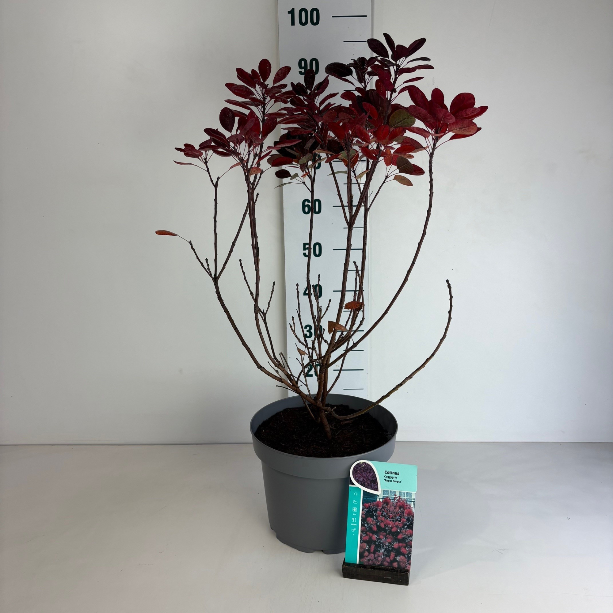Cotinus coggygria Royal Purple, D 29