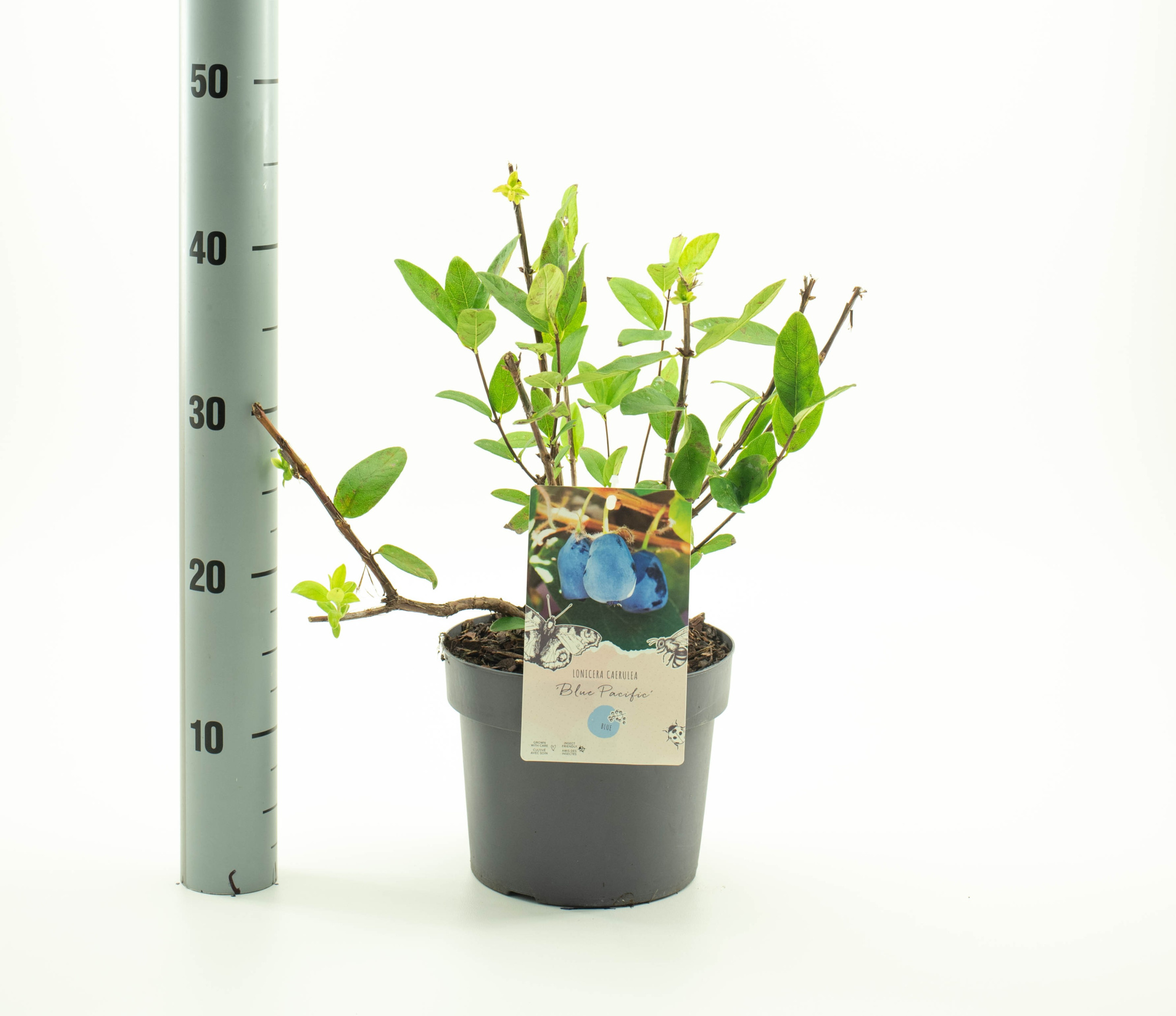 Lonicera caerulea 'Blue Pacific', D 19