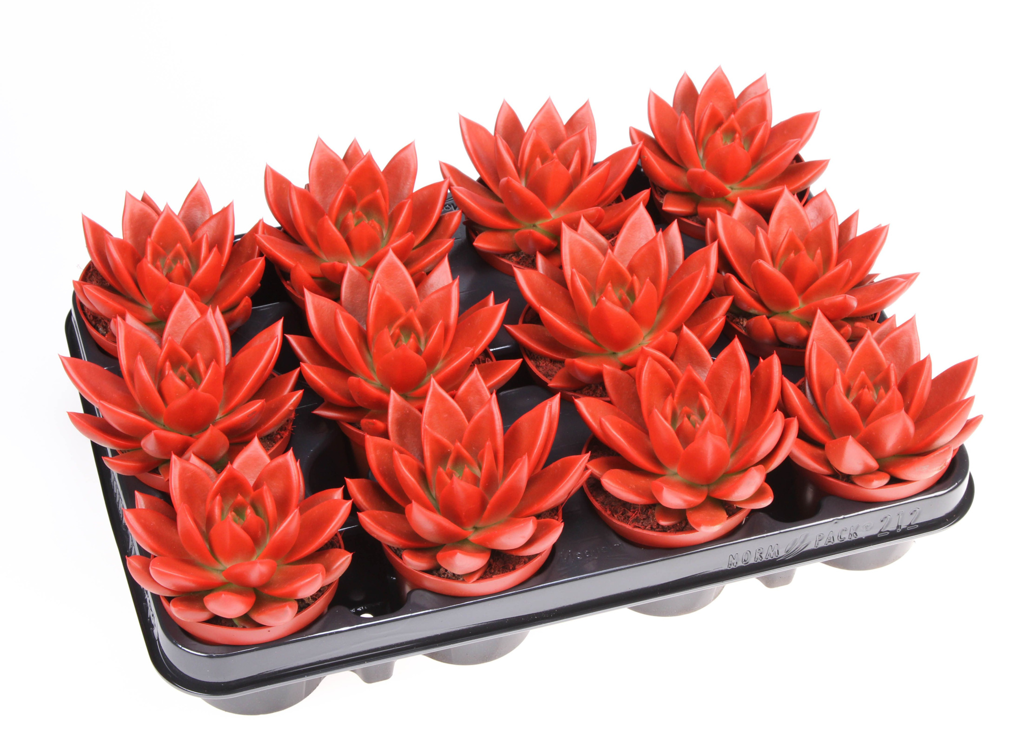 Rainbow red, D 8,5 cm