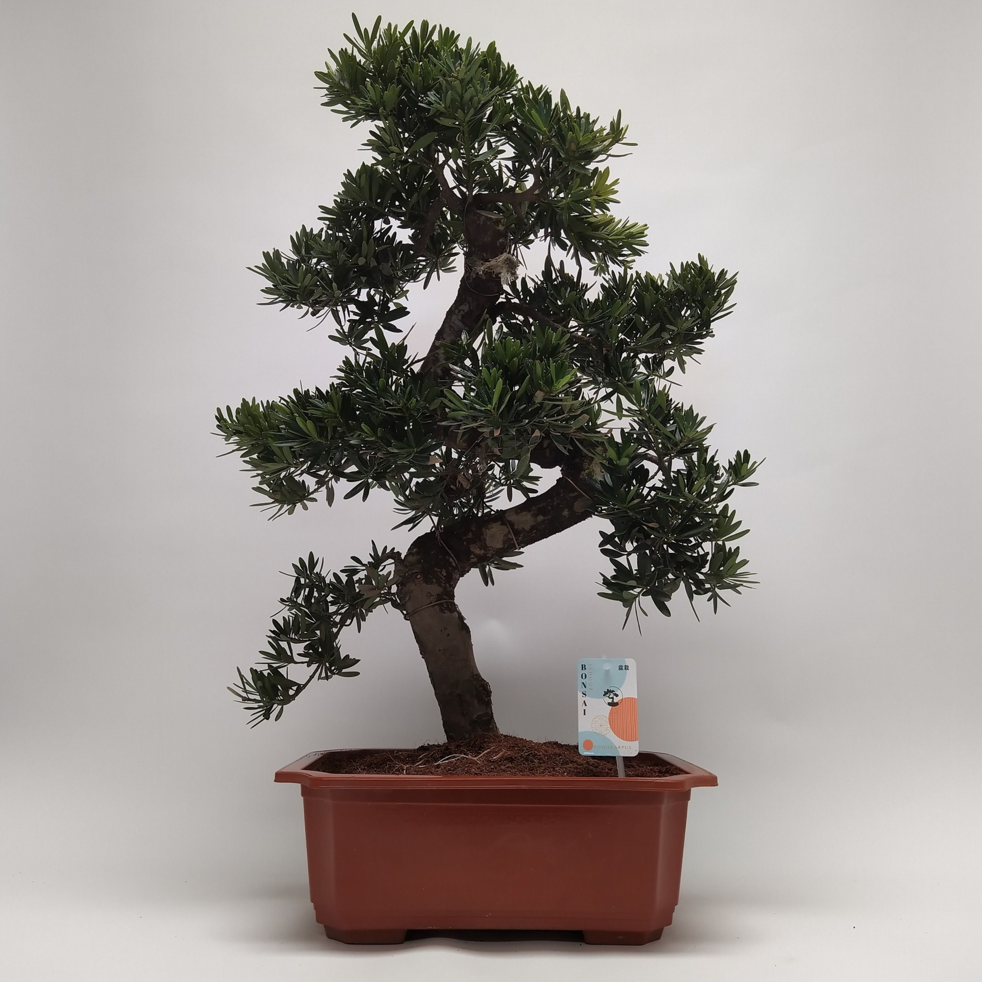 Podocarpus S-shape Bonsai 40 cm, D 40 cm