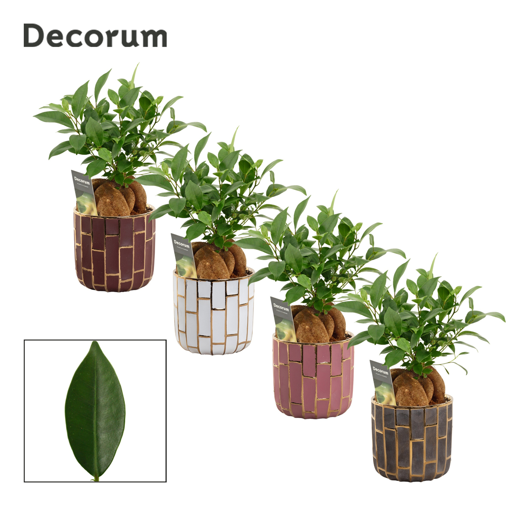 Ficus Ginseng 12 cm Retusa in Pascalle (Luxury world-collection), D 12 cm