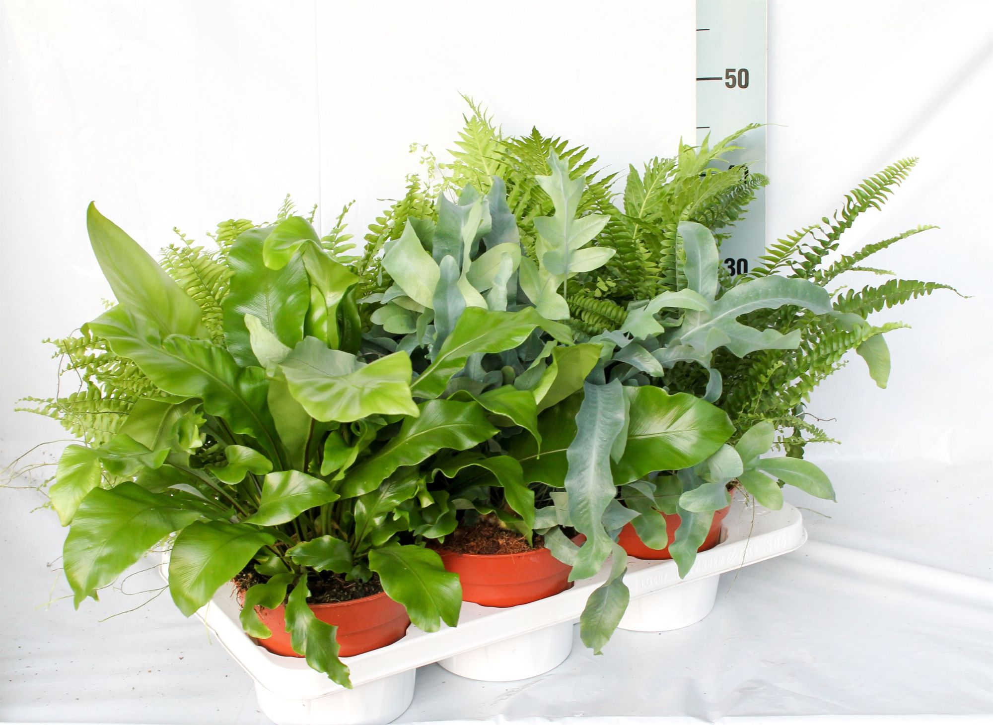 Varens Gemengd Exclusieve soorten, D 17 cm