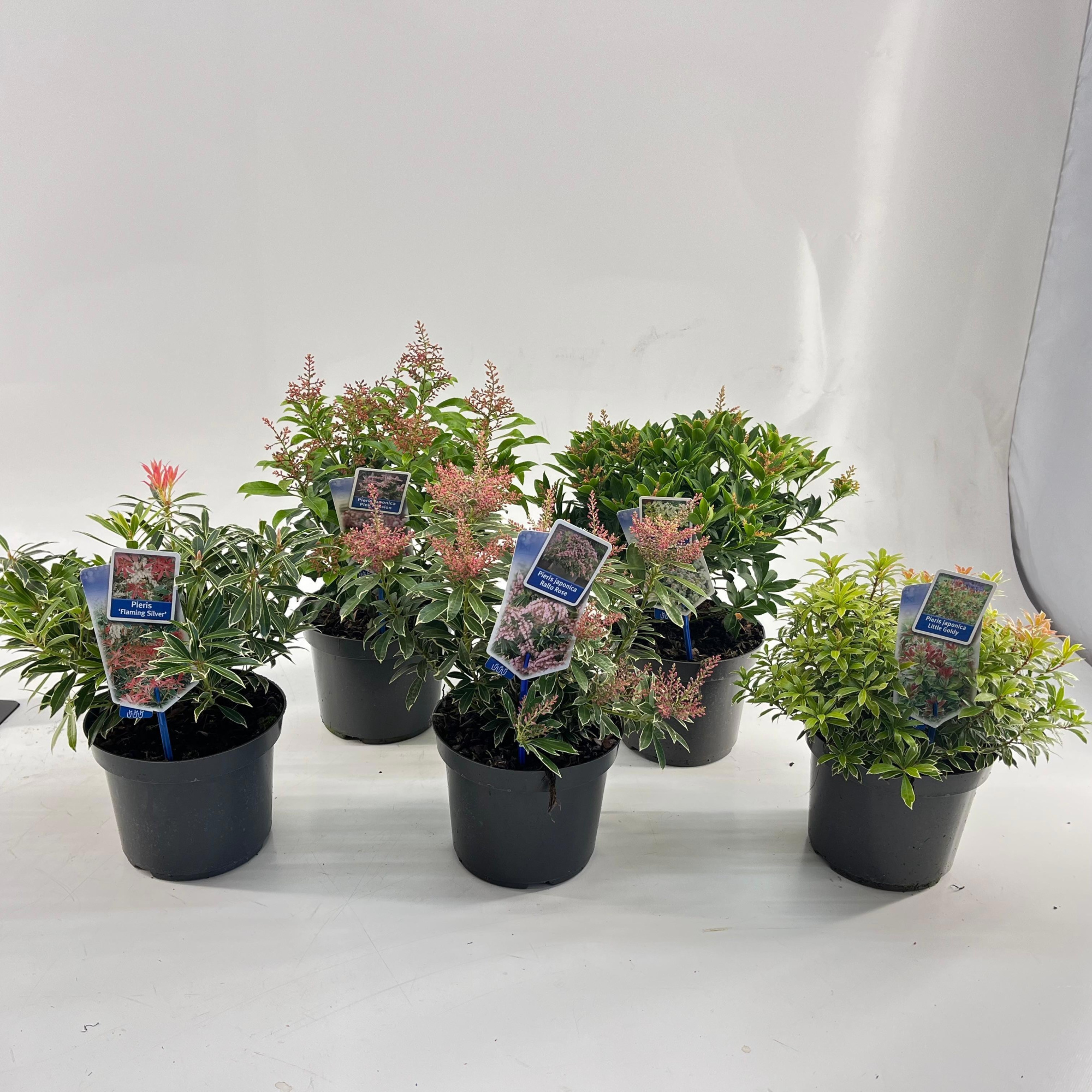 Pieris jap. - Mix, D 19