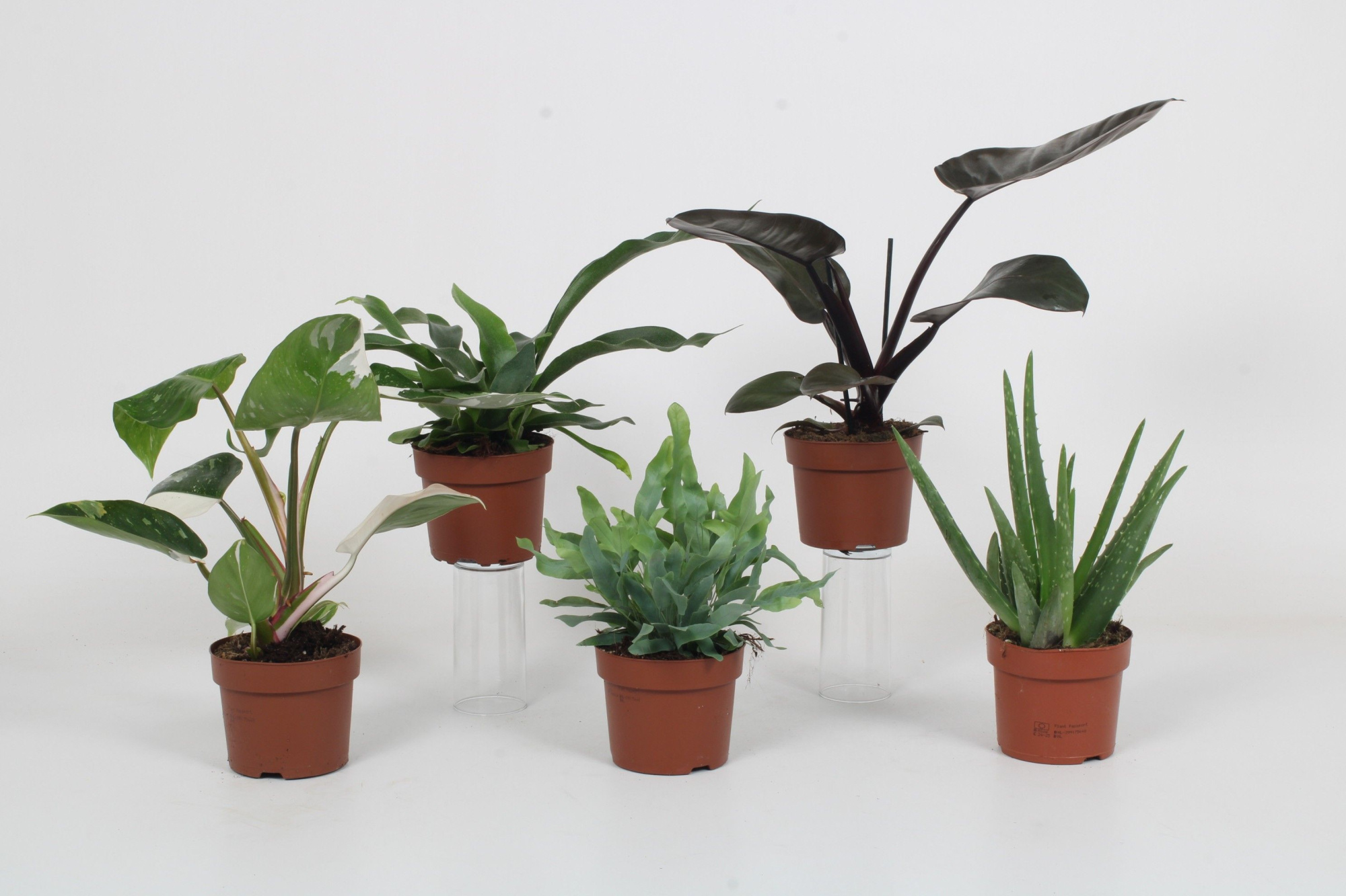 Luxe mix A - mailing week 7-9 2025, D 12