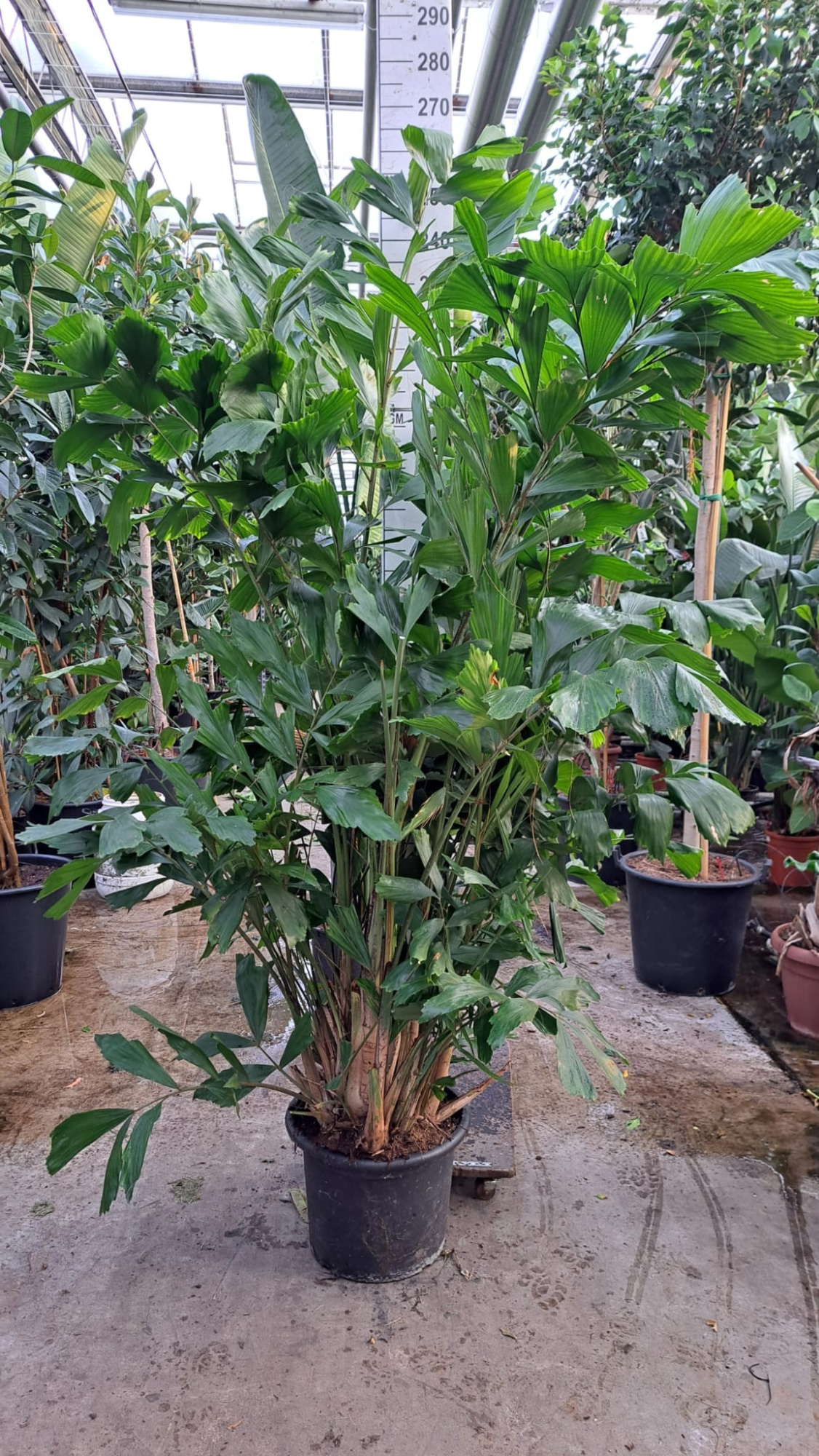 Caryota Mitis bush 240, D 45 cm