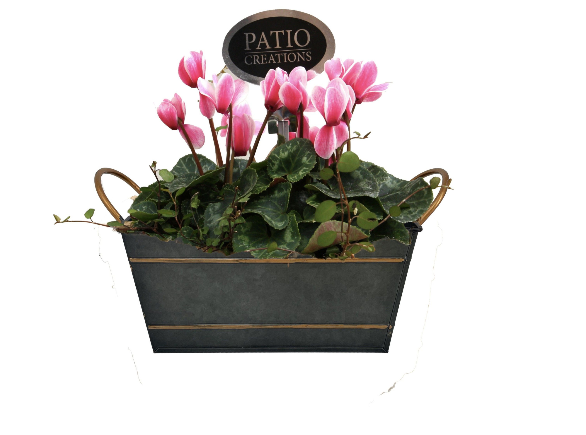 CYM837-9001 Cyclaam/Muehlenbeckia Sterre zink S, D 18 cm