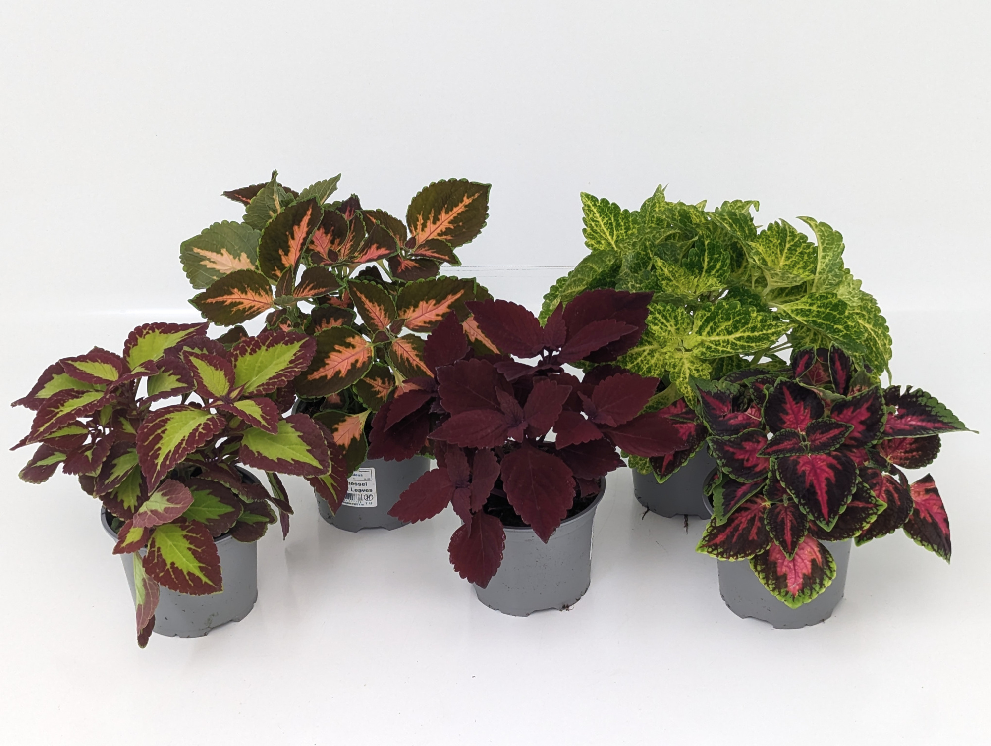 Coleus Mix T13, D 13