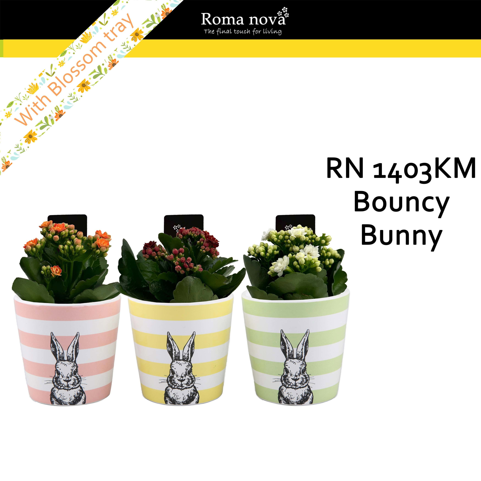 1403KM - Bouncy Bunny (Kalanchoe mix), D 10