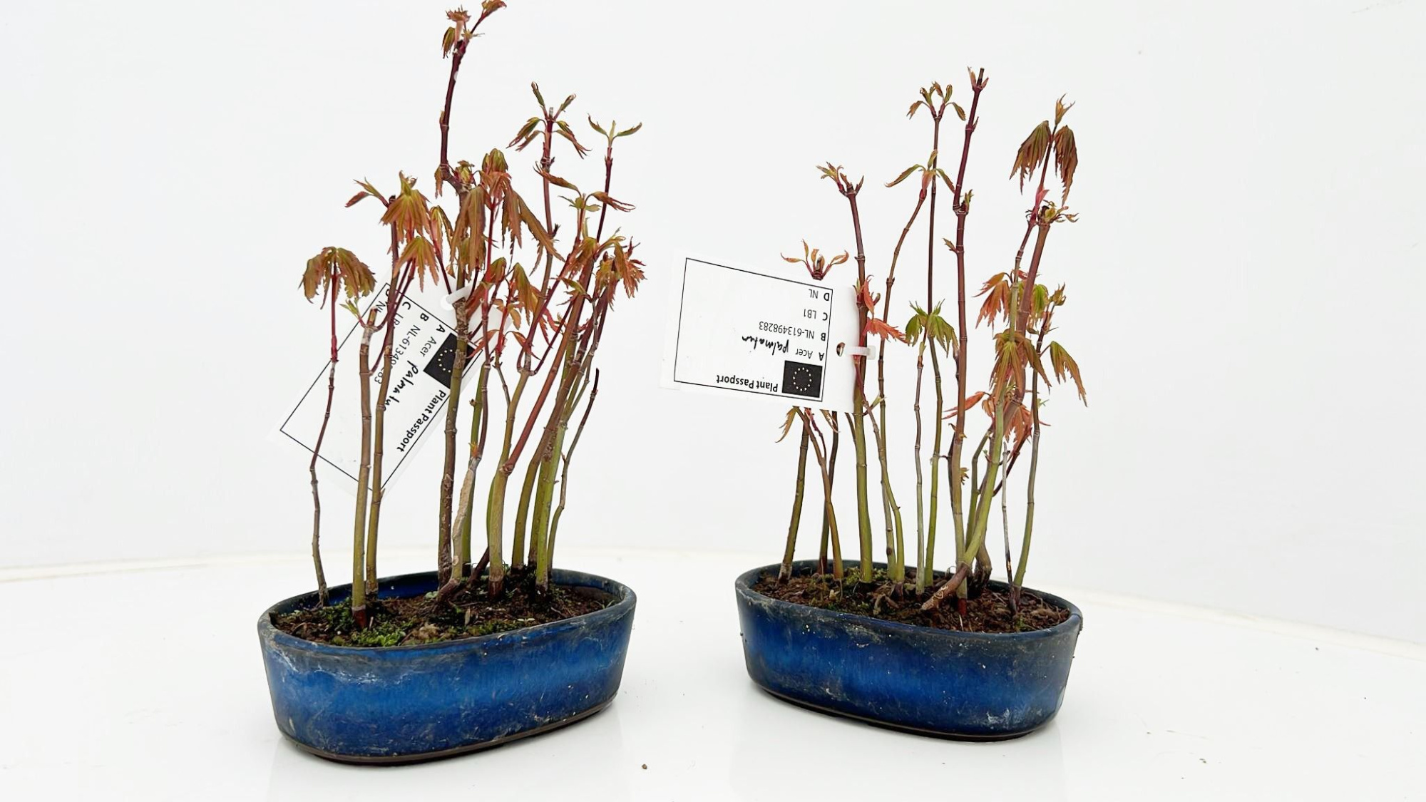 Acer palmatum, group, pot 11cm., D 12 cm