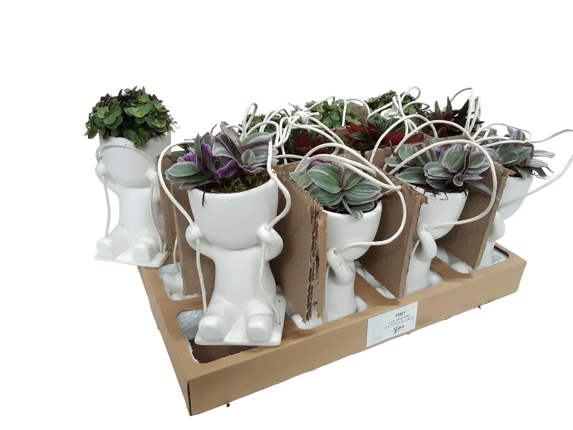 CLS15MIX Swing Chillings H15 Callisia, Peperomia, Tradescantia, D 6