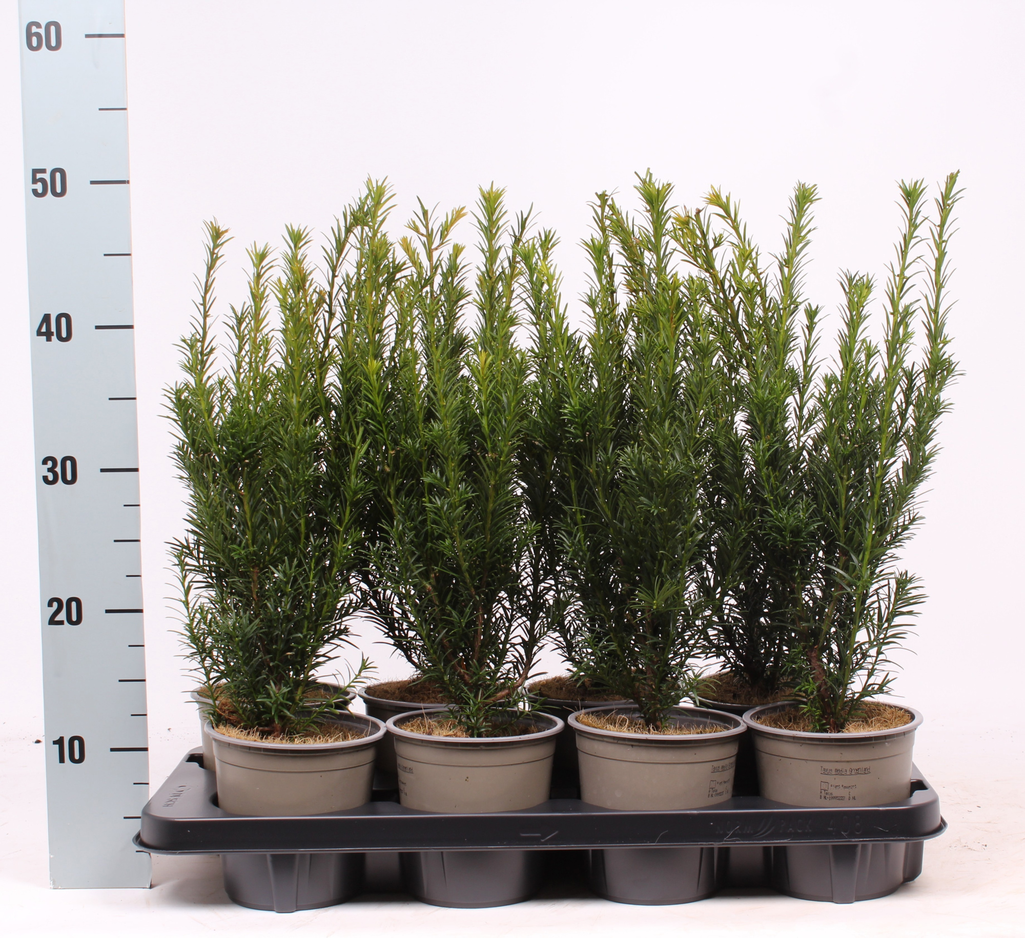 Taxus media 'Groenland', D 13
