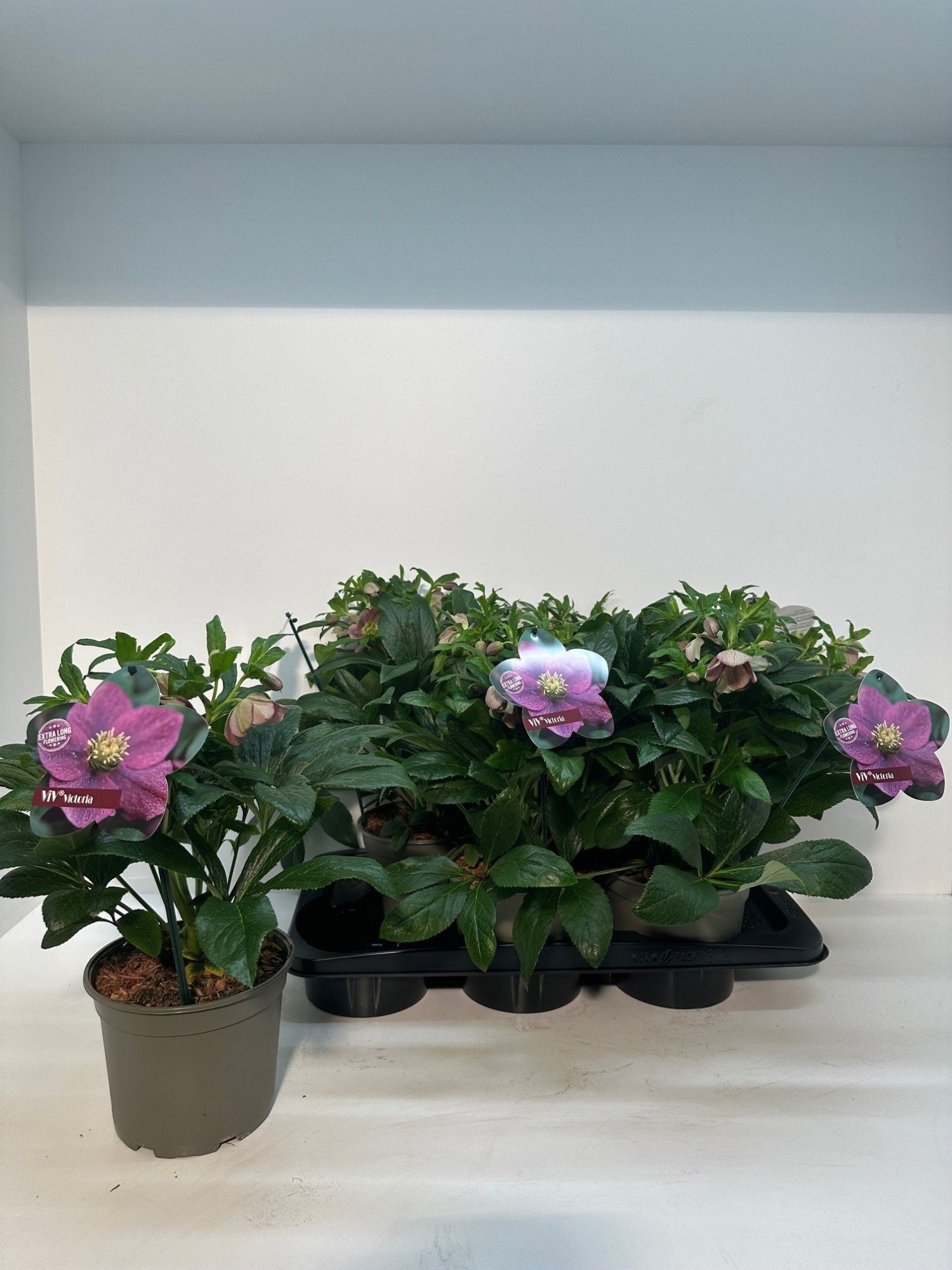 Helleborus orientalis 'ViV Victoria', D 17