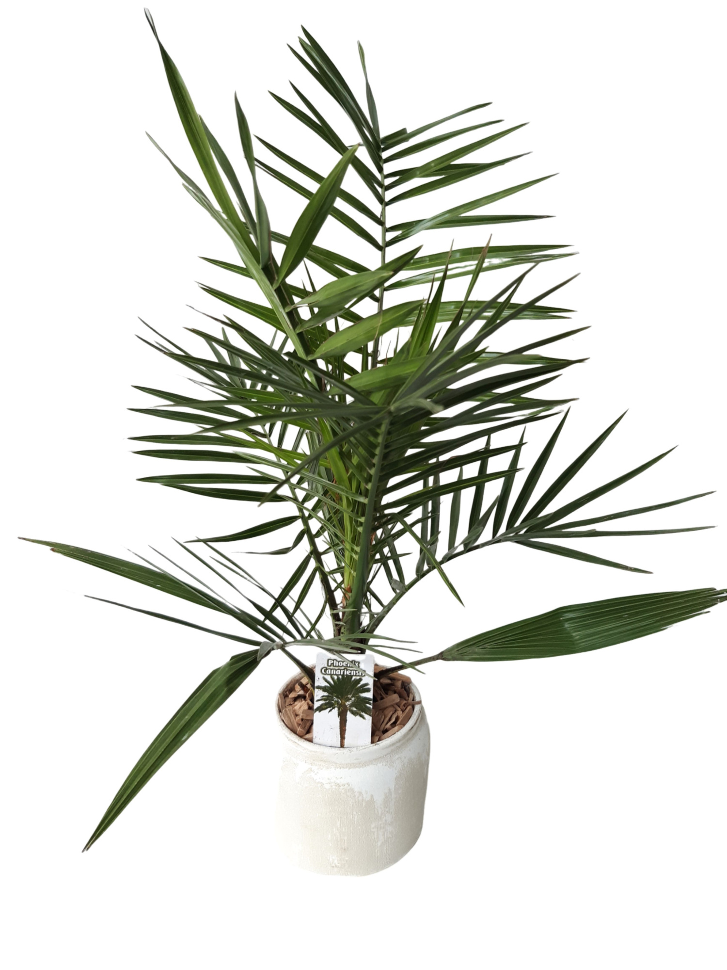RwP16PC Rude white pot Phoenix Canariensis, D 16 cm